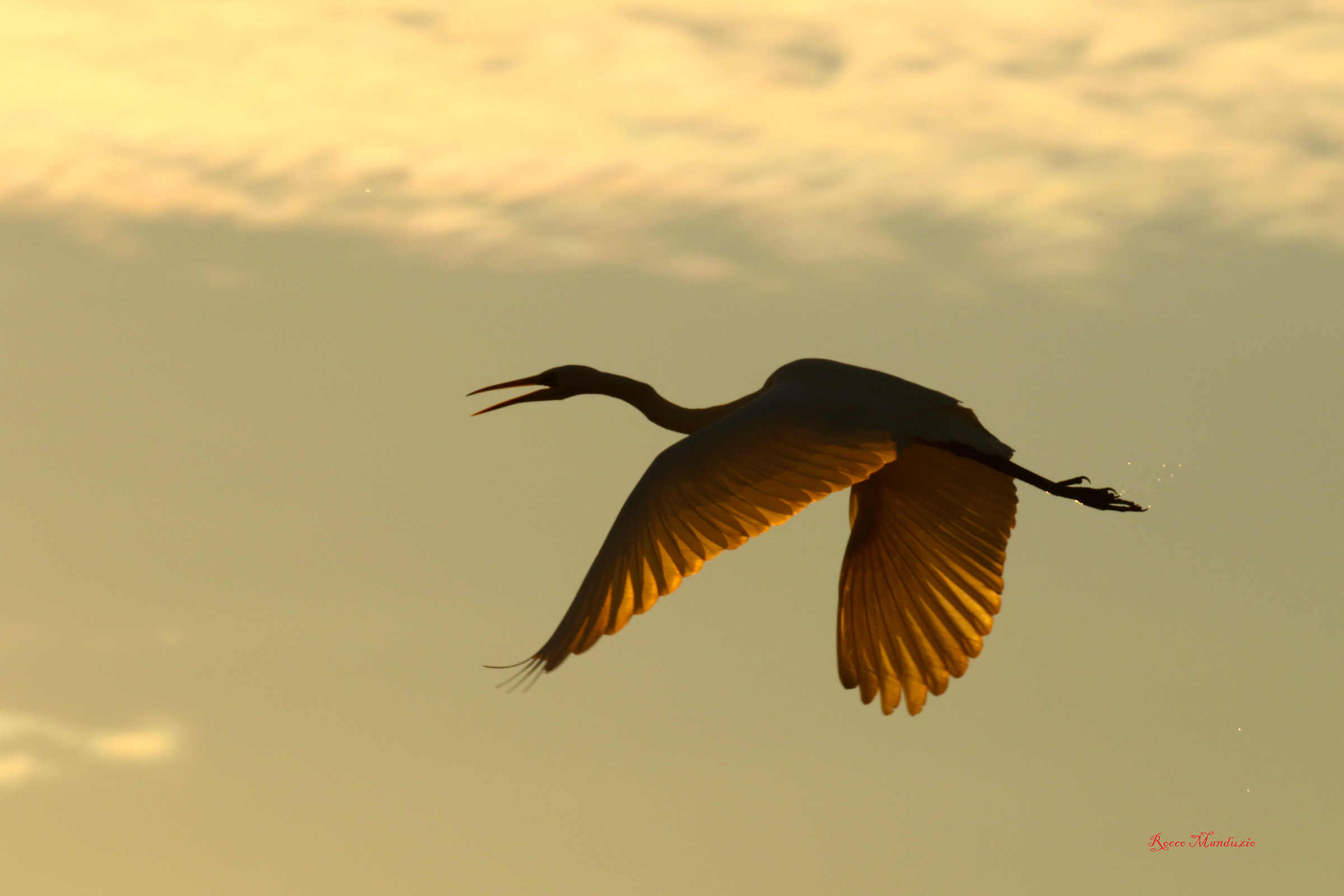 White heron at sunset