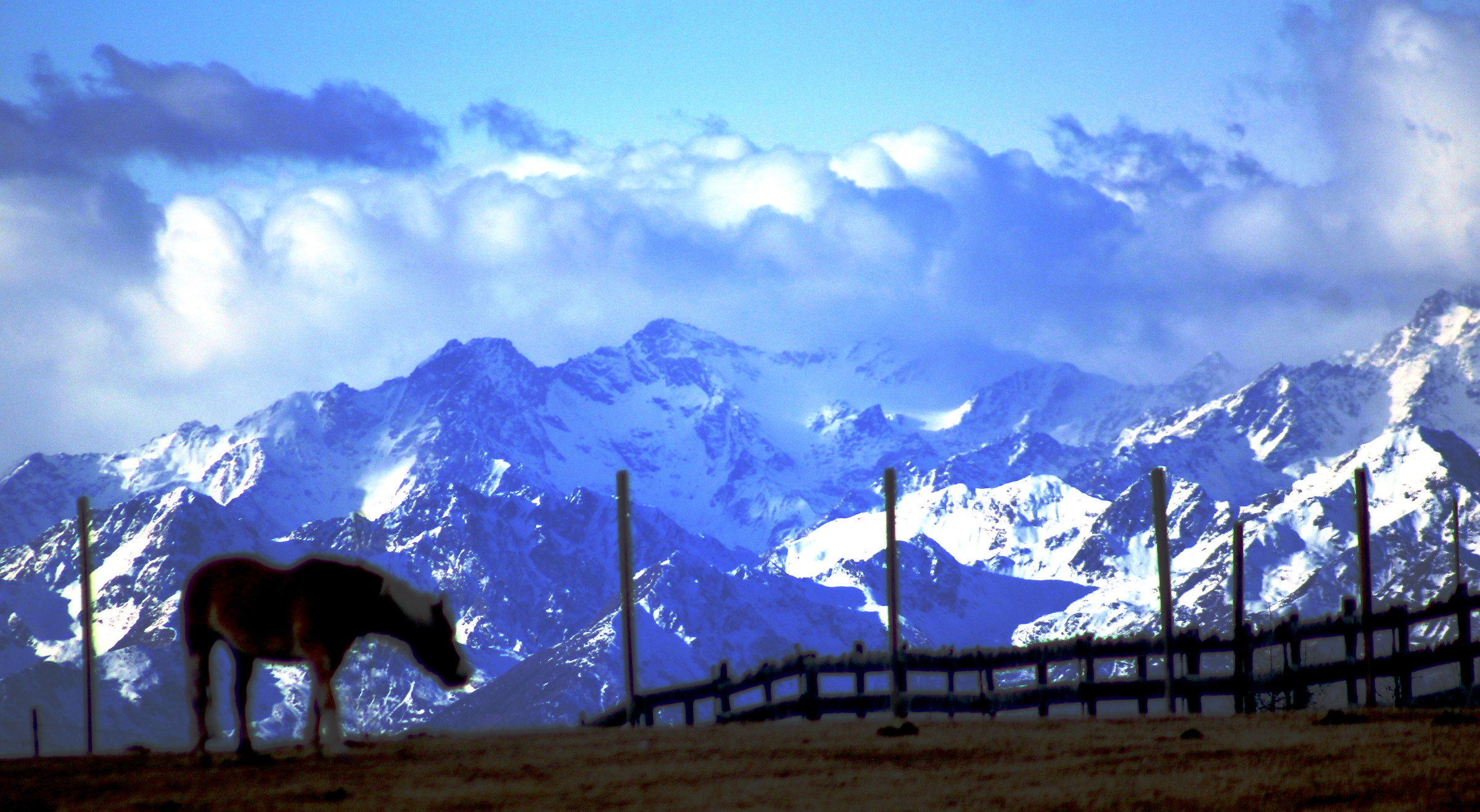 horse and looking Color mountains