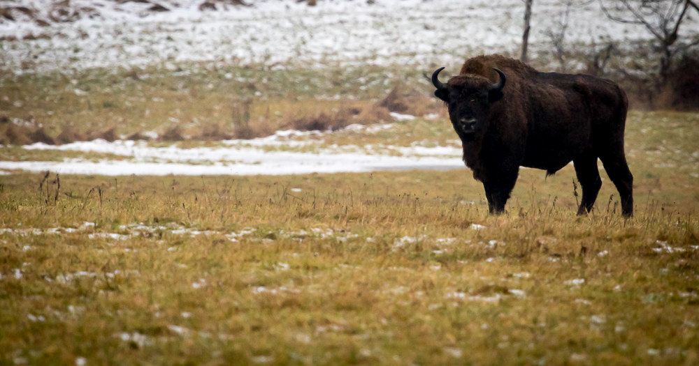 European bison