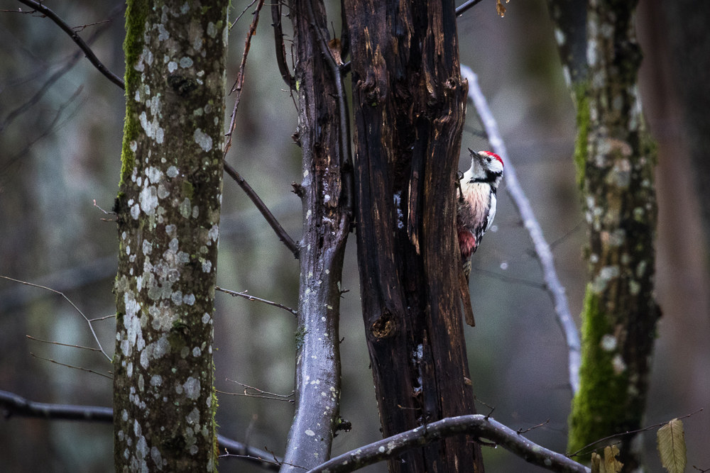 Spotted Woodpecker