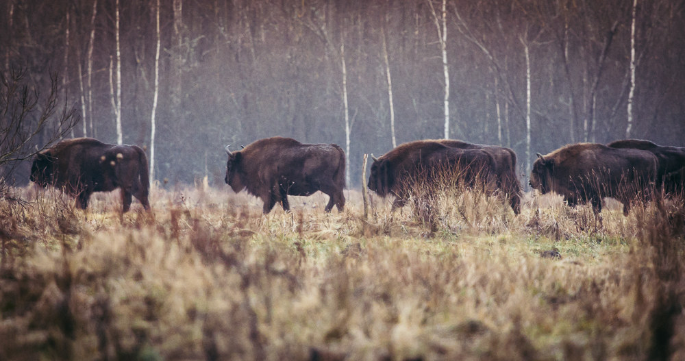 European bison