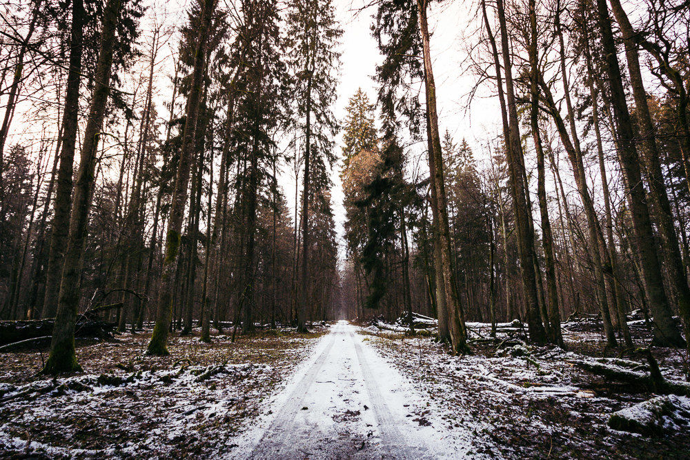 Bialowieza Forest