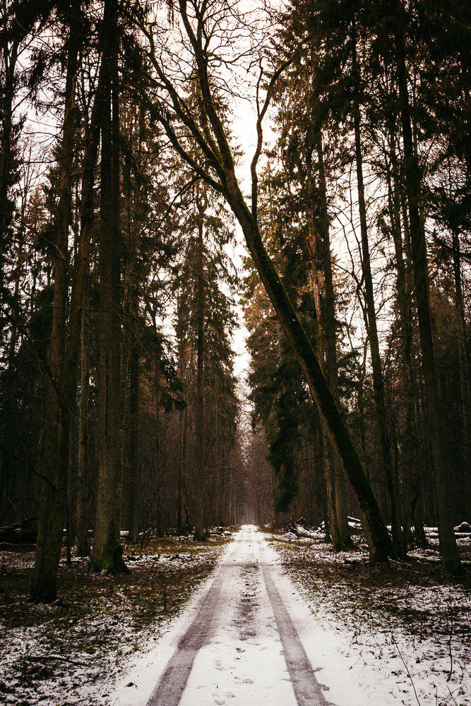 Bialowieza Forest