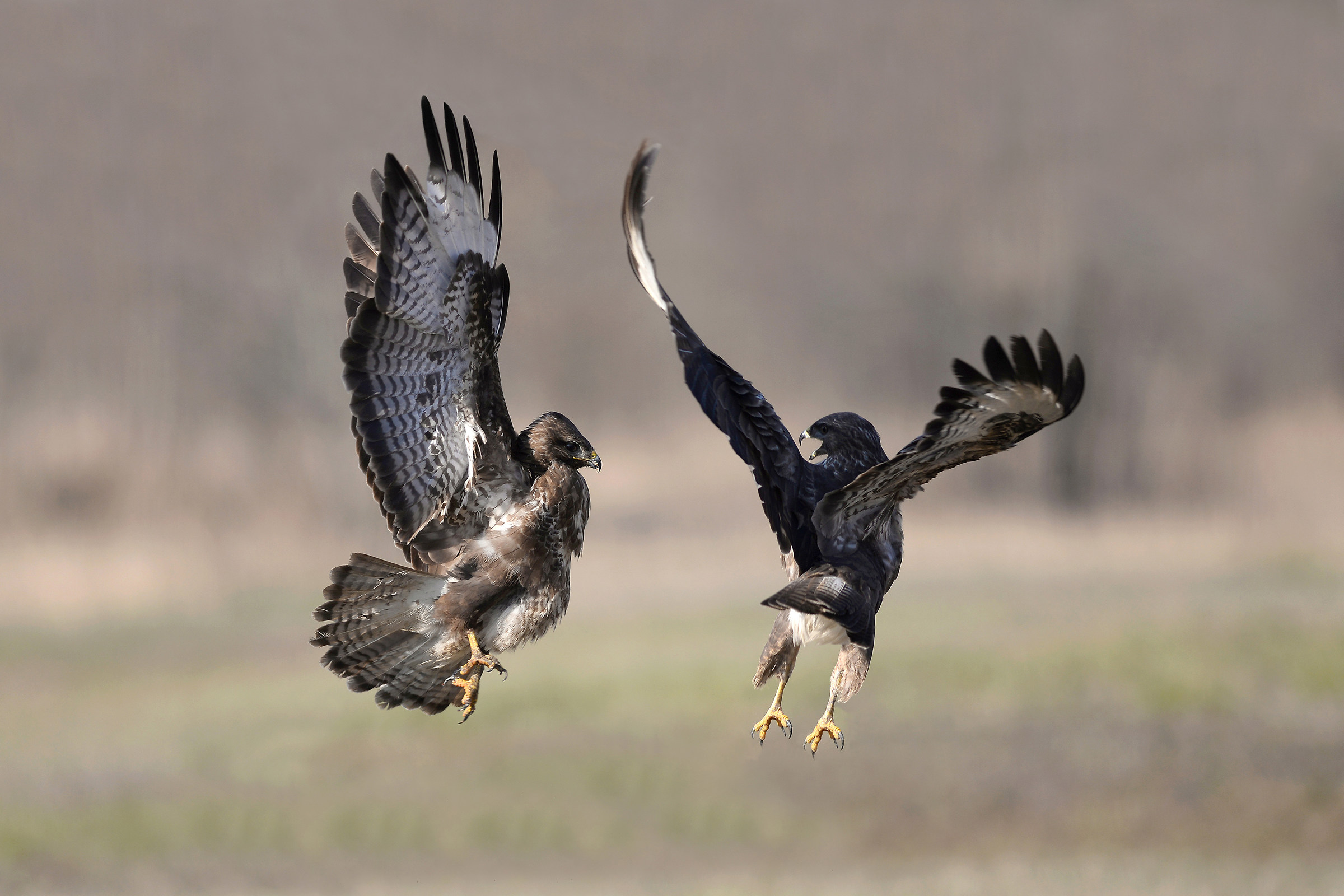 We do not expect the wind