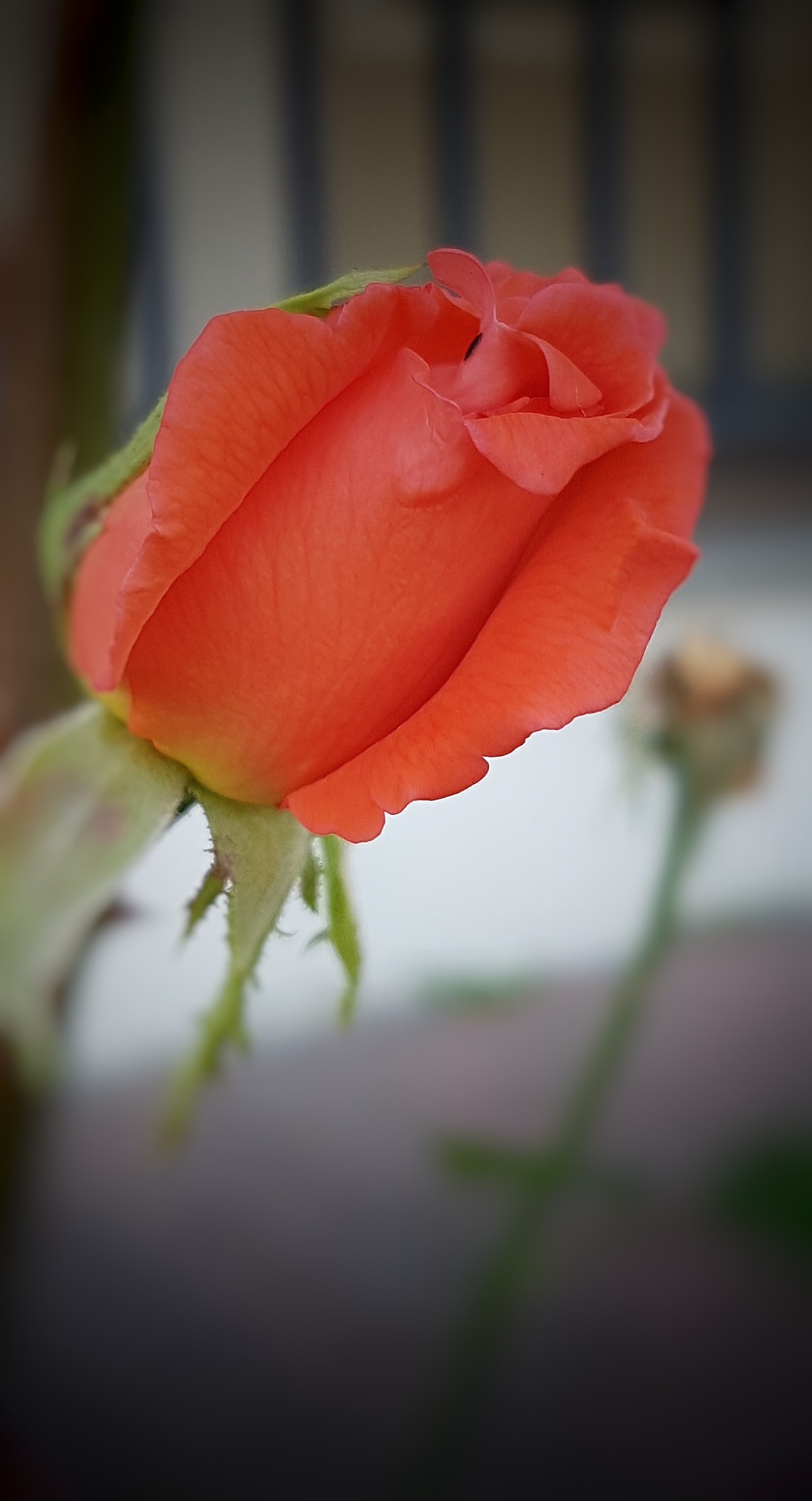 Petalosa