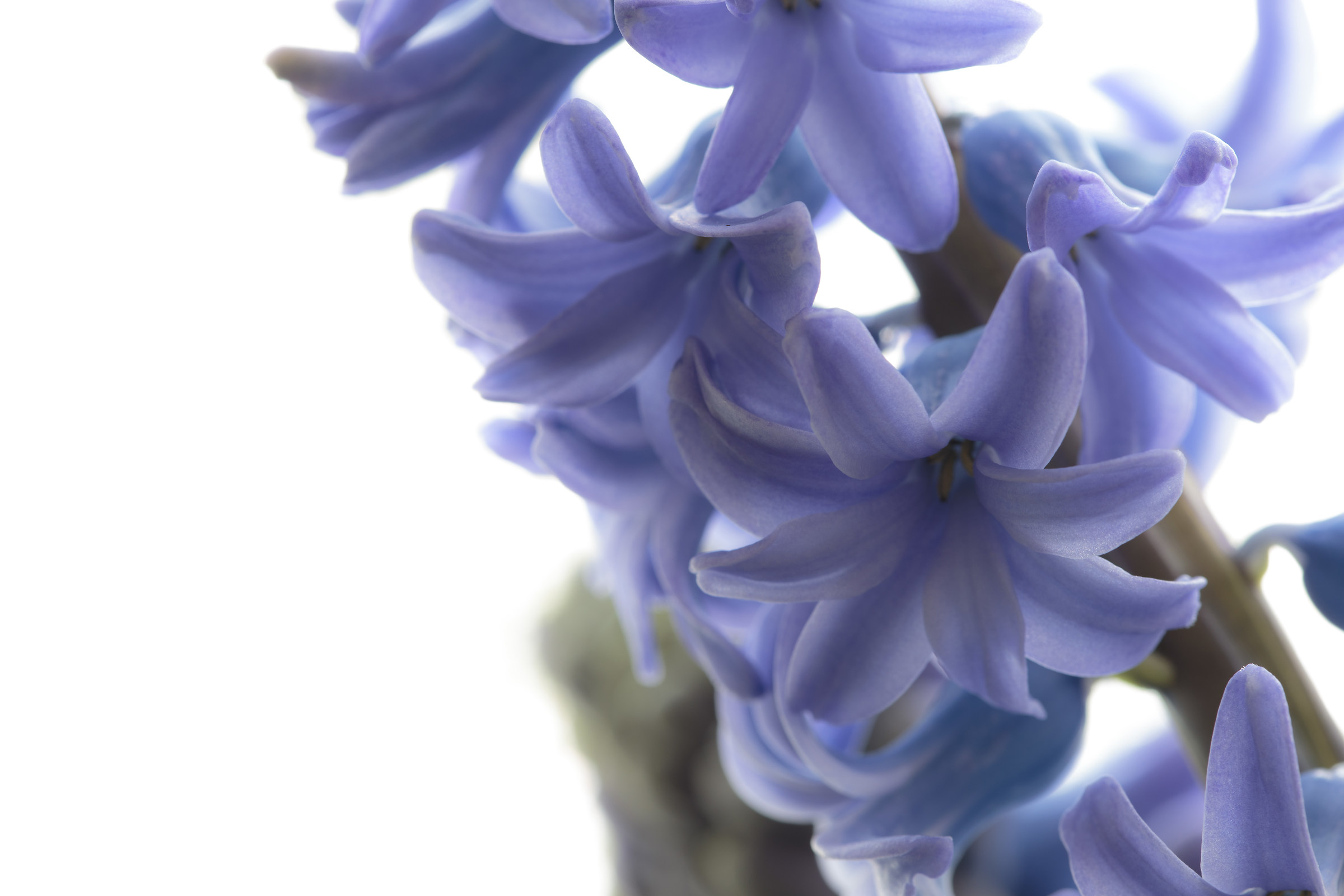 Hyacinth
