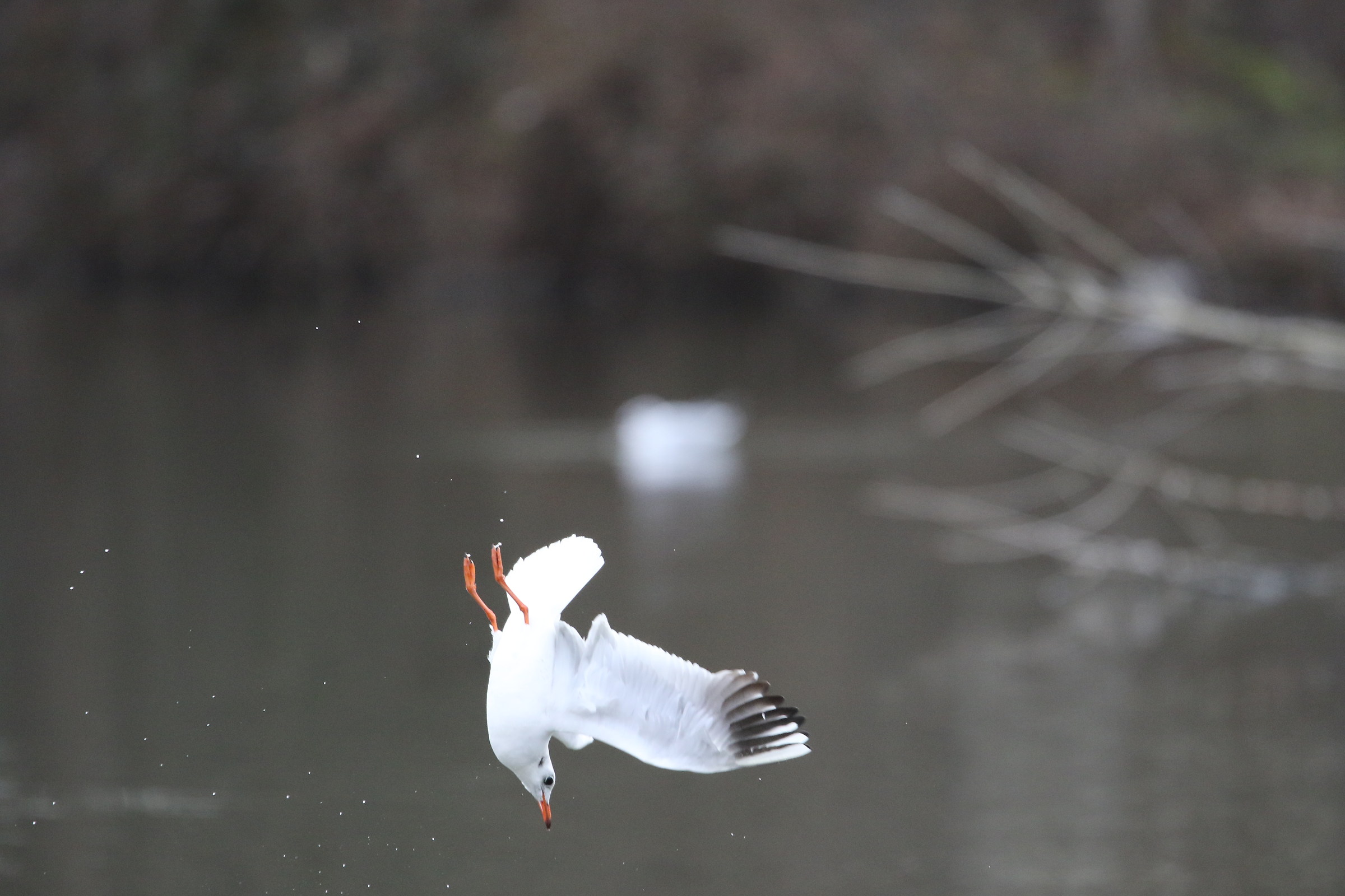 Tonight I throw myself .....