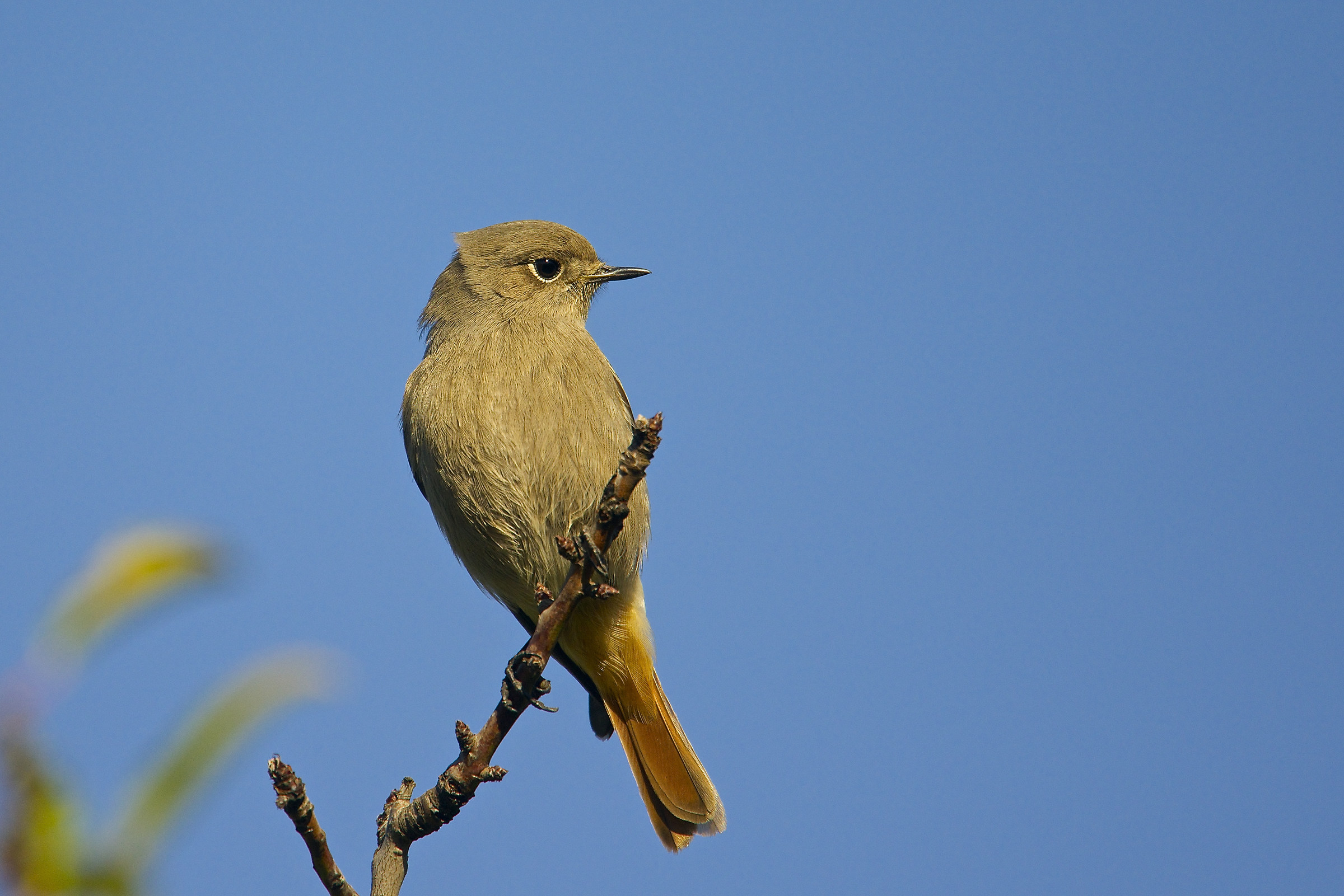 Codirosso spazzacamino