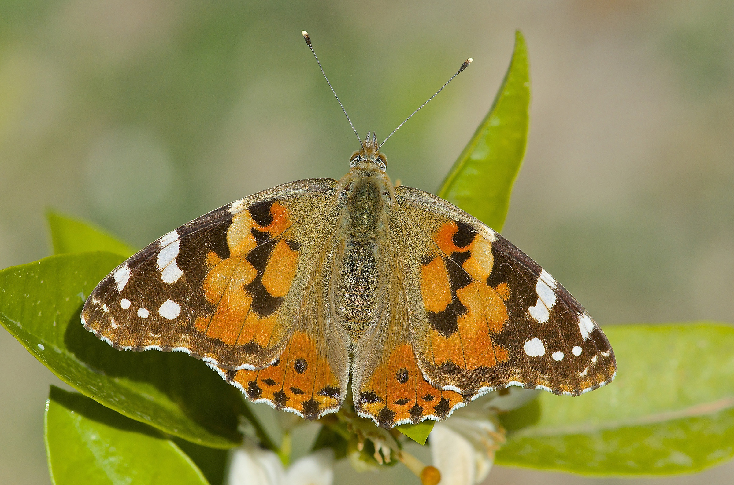 Vanessa cardui
