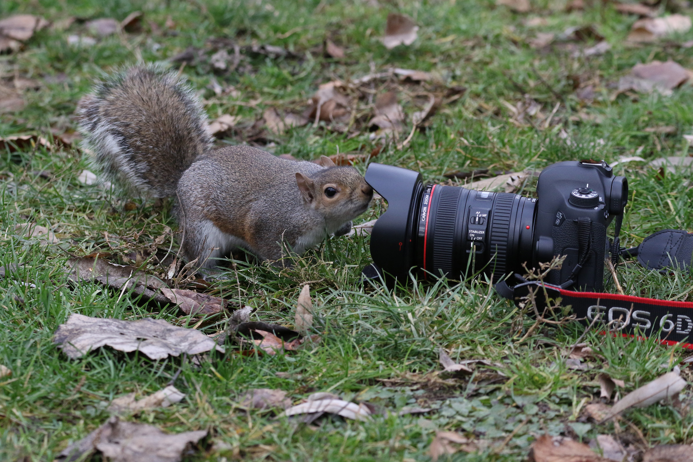 curious squirrel