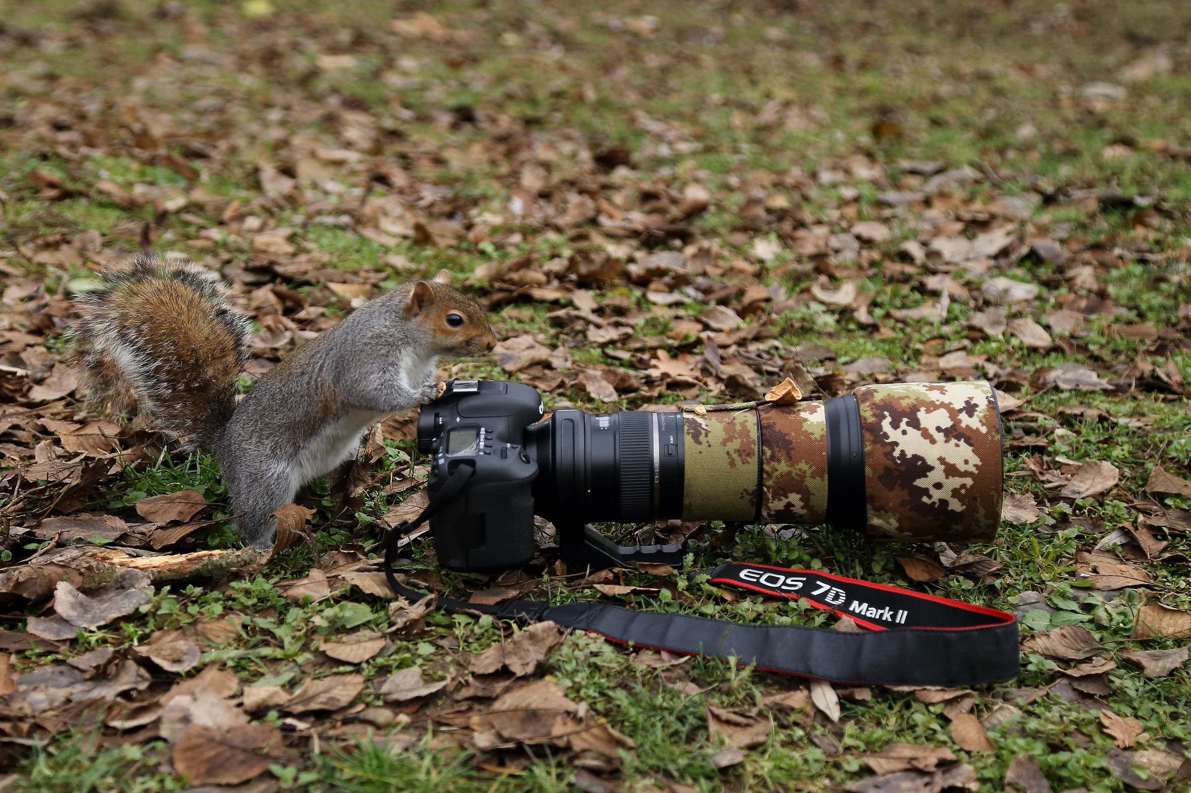 very curious squirrel