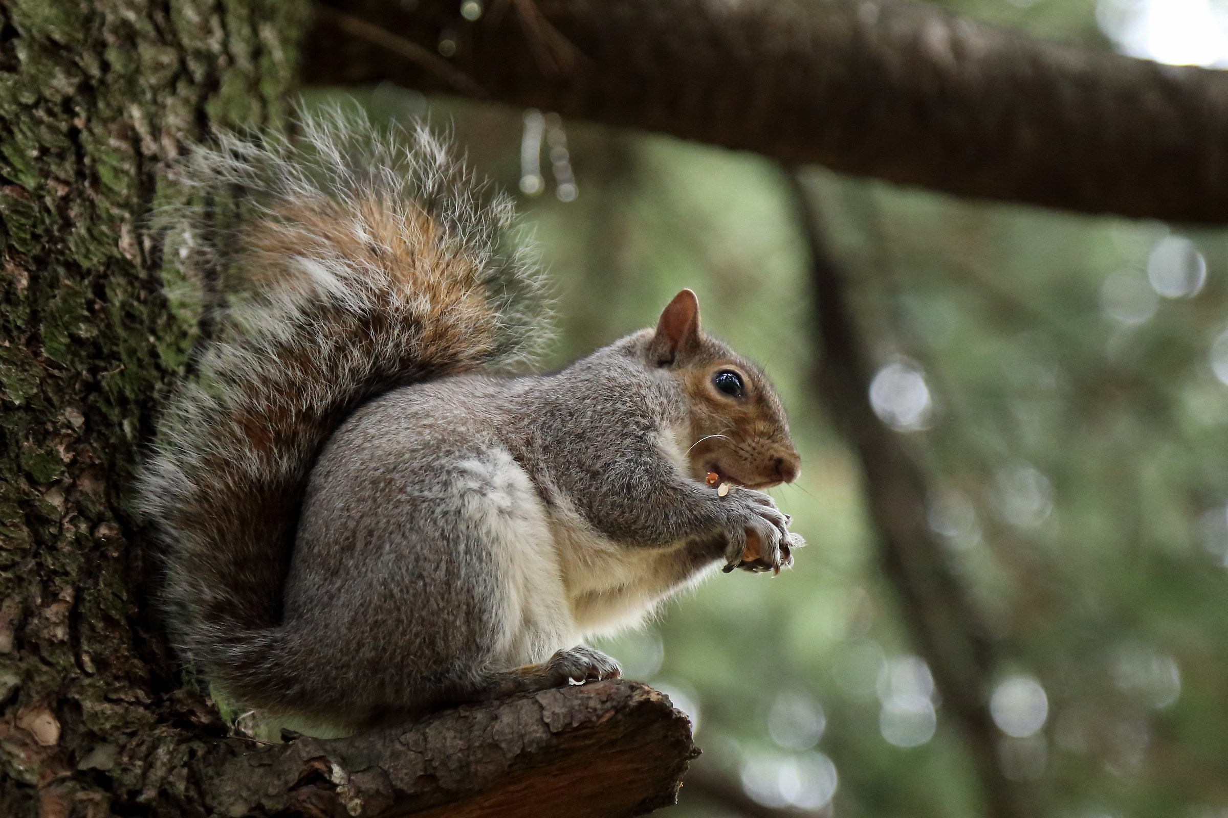 Grey squirrel