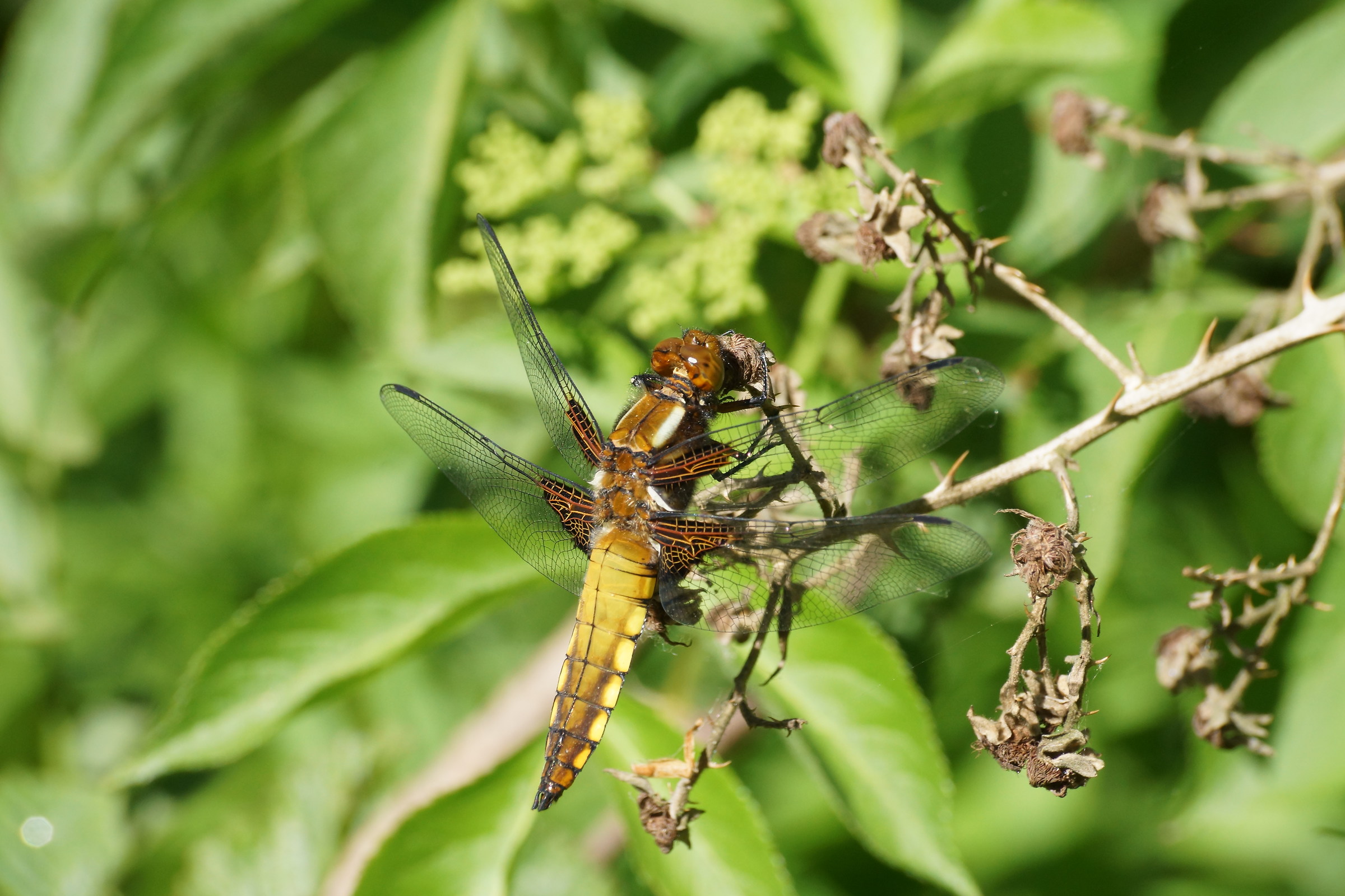 Libellula