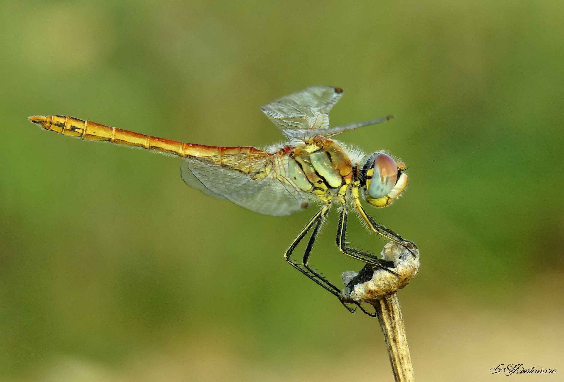 Dragonfly