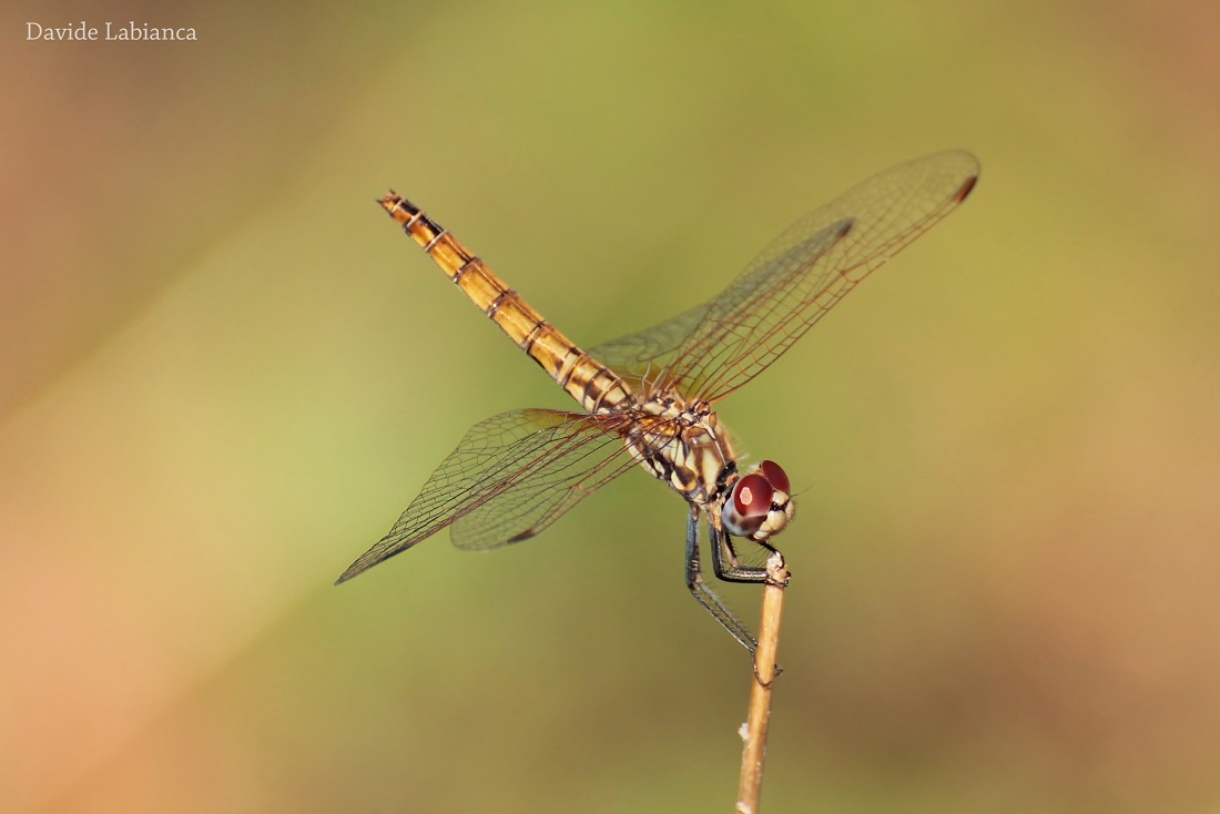 libellula