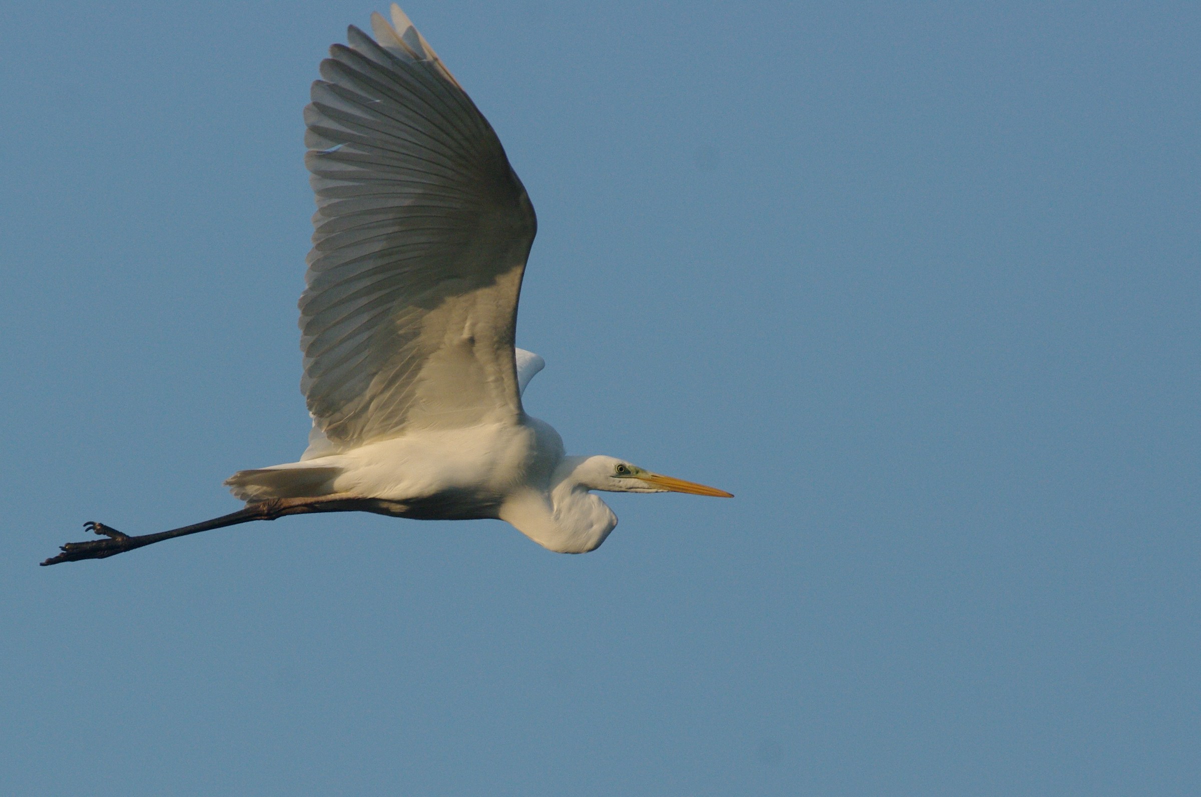 Great Egret
