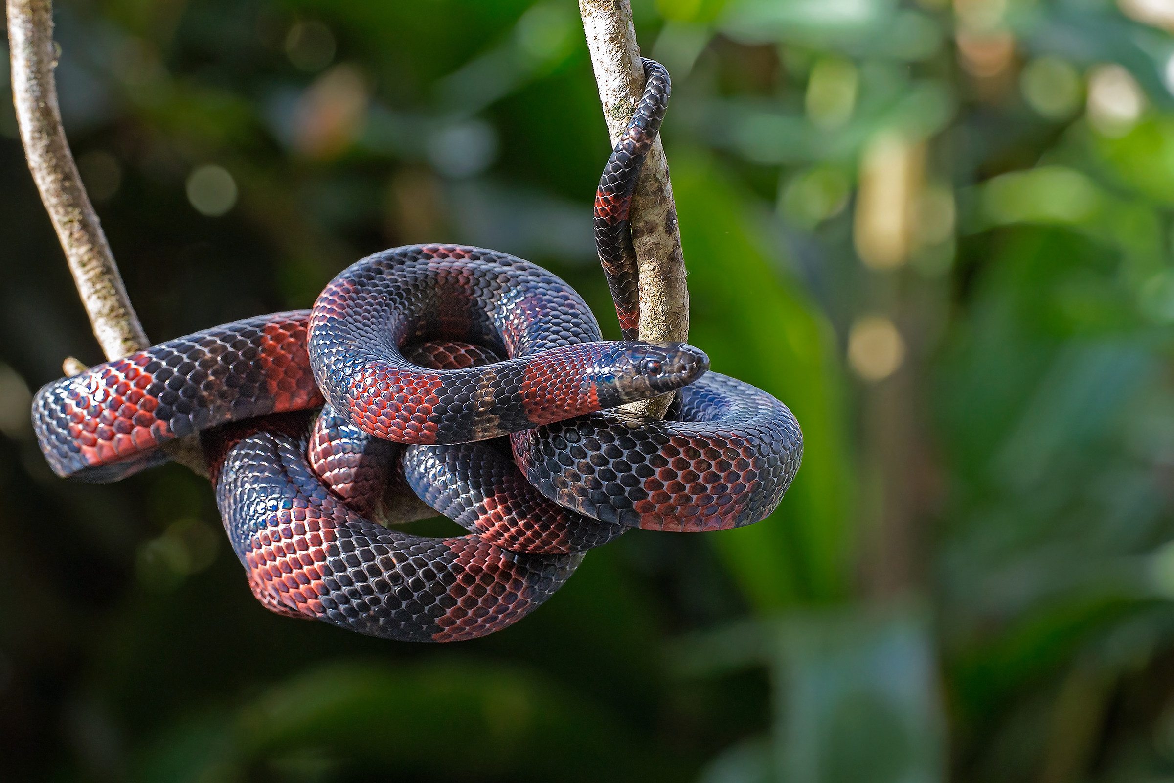 Costarican Milk-snake