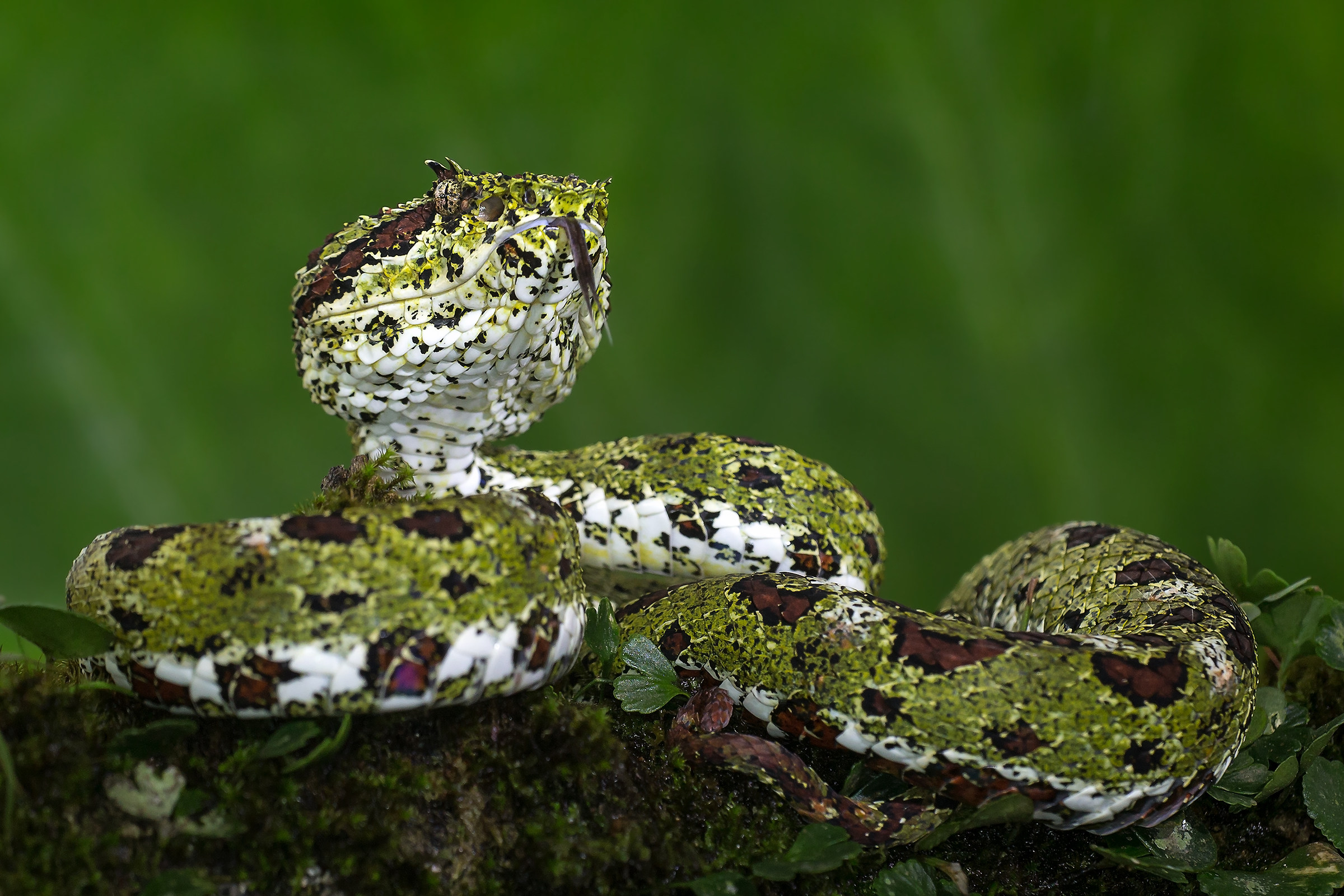 Eye-lashed Pitviper (Bocaraca)