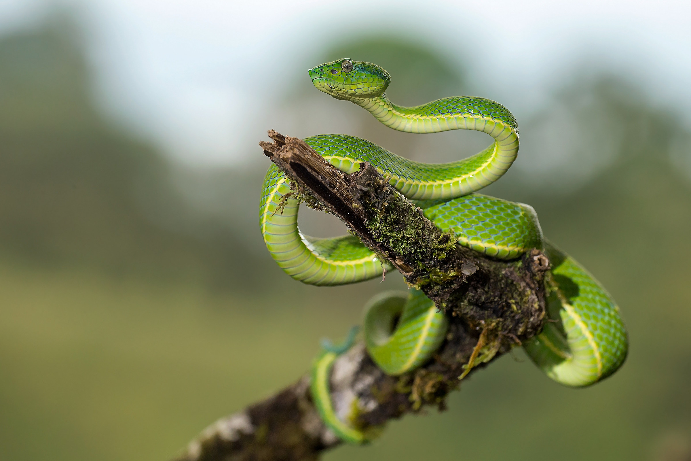 Green Palm Pitviper