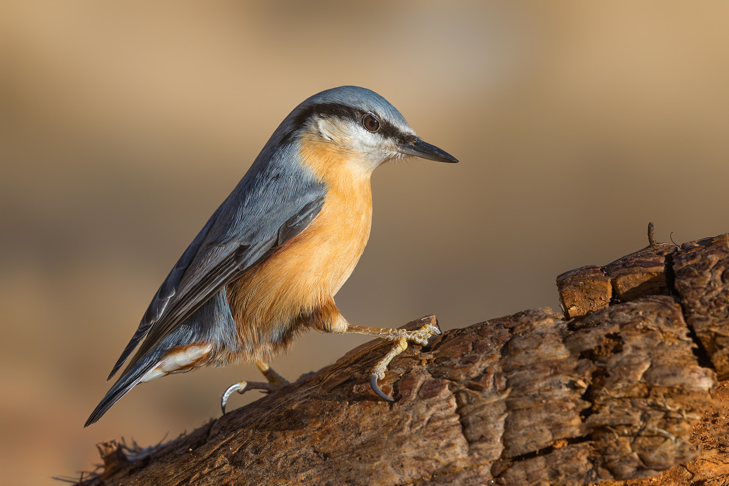 nuthatch