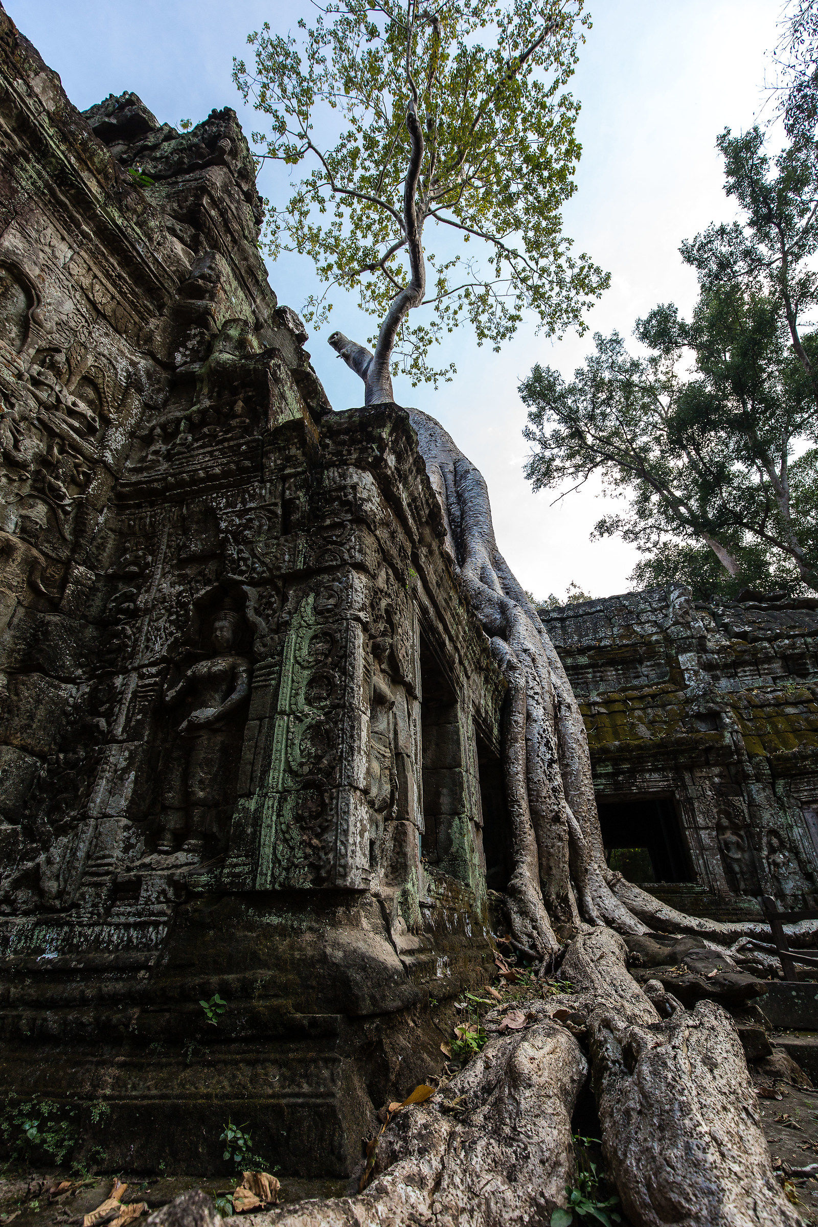 Templi e foresta cambogiana