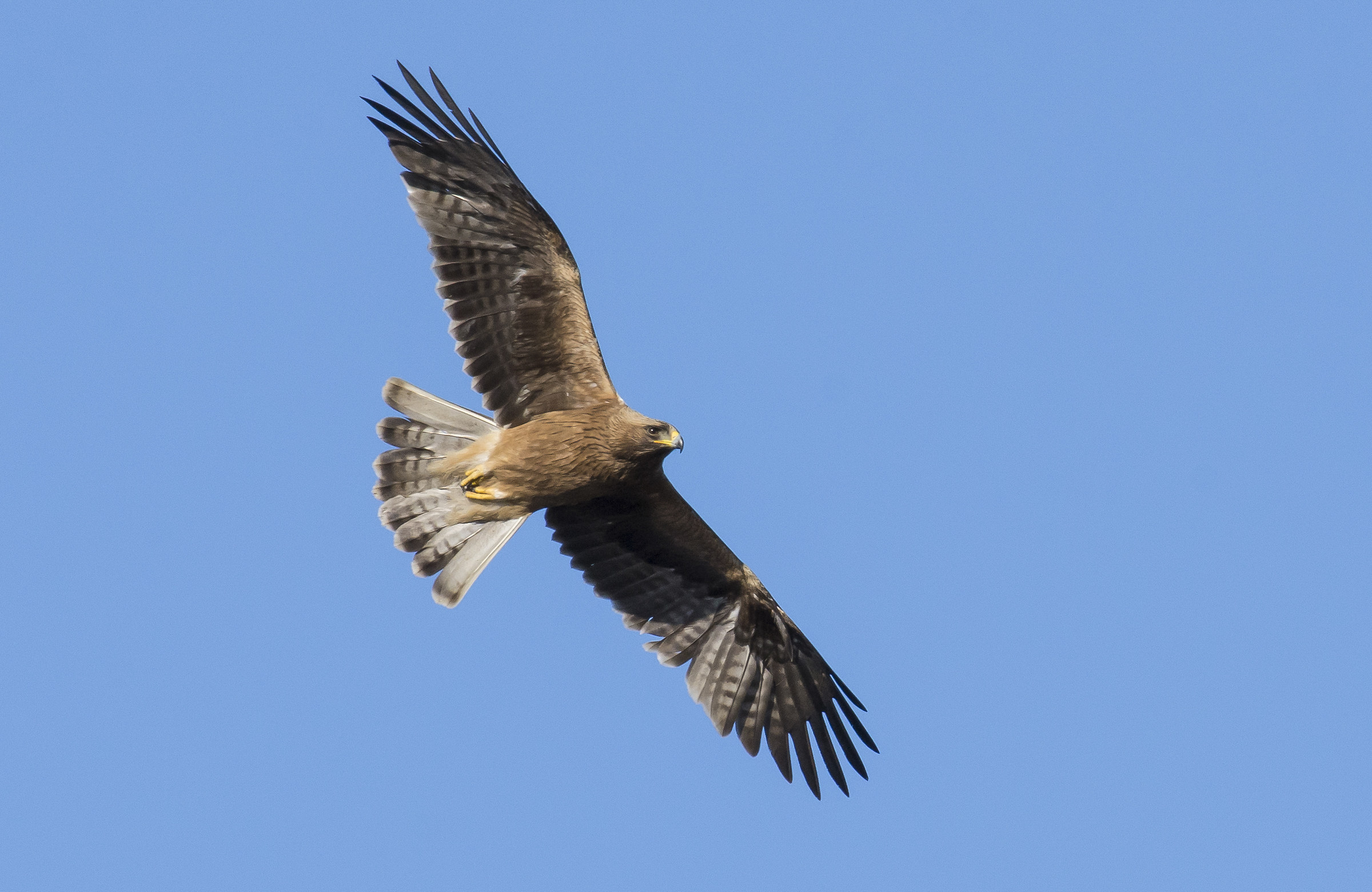 Booted eagle
