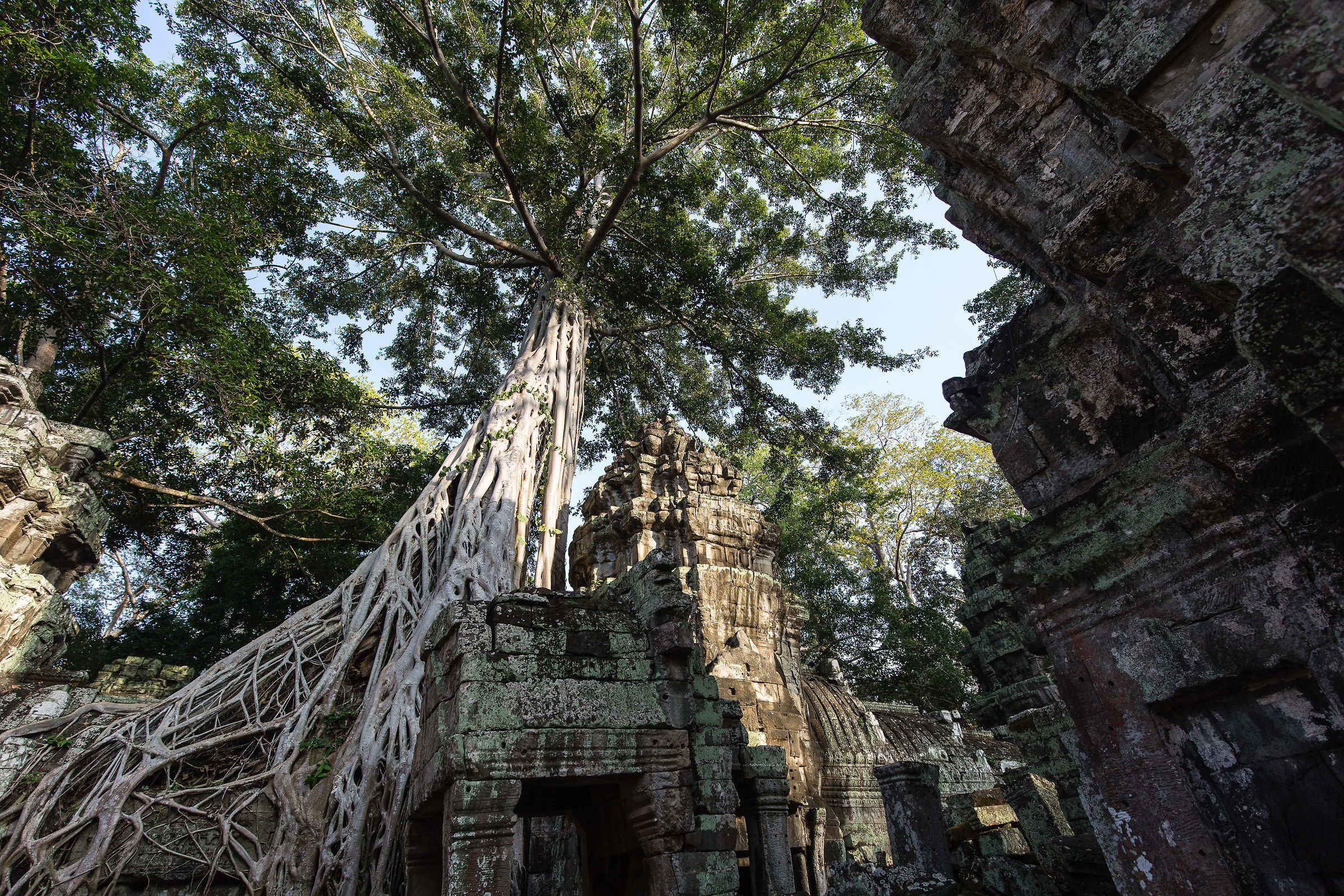 Fight between vegetation and rock