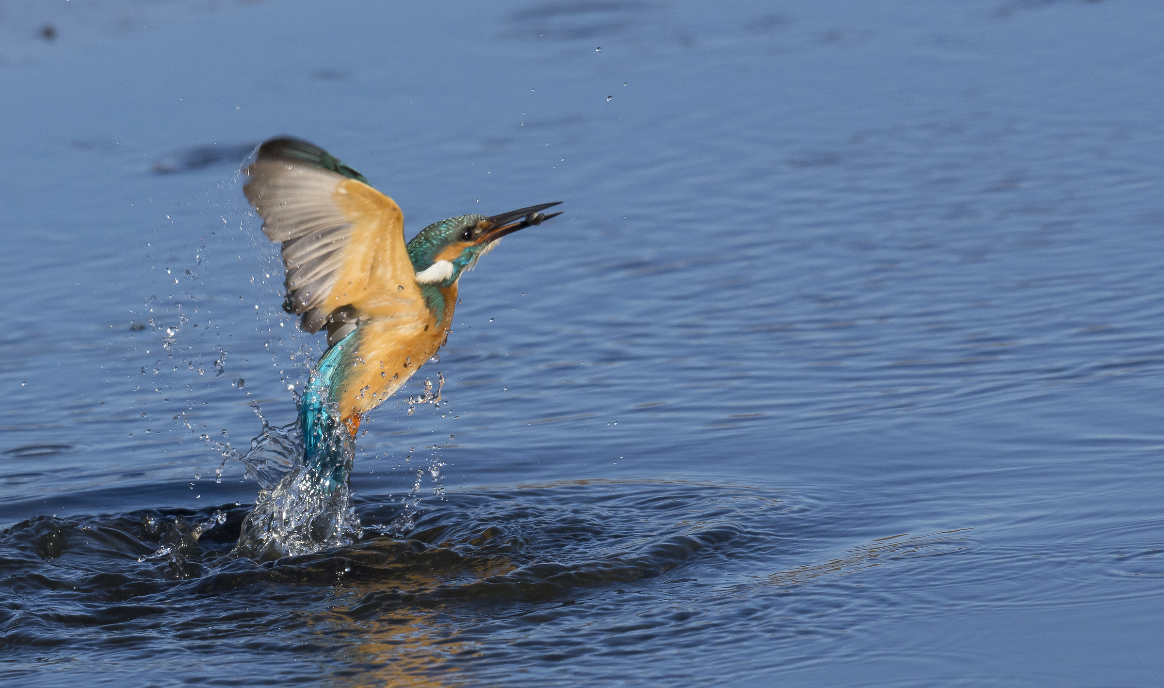 Kingfisher