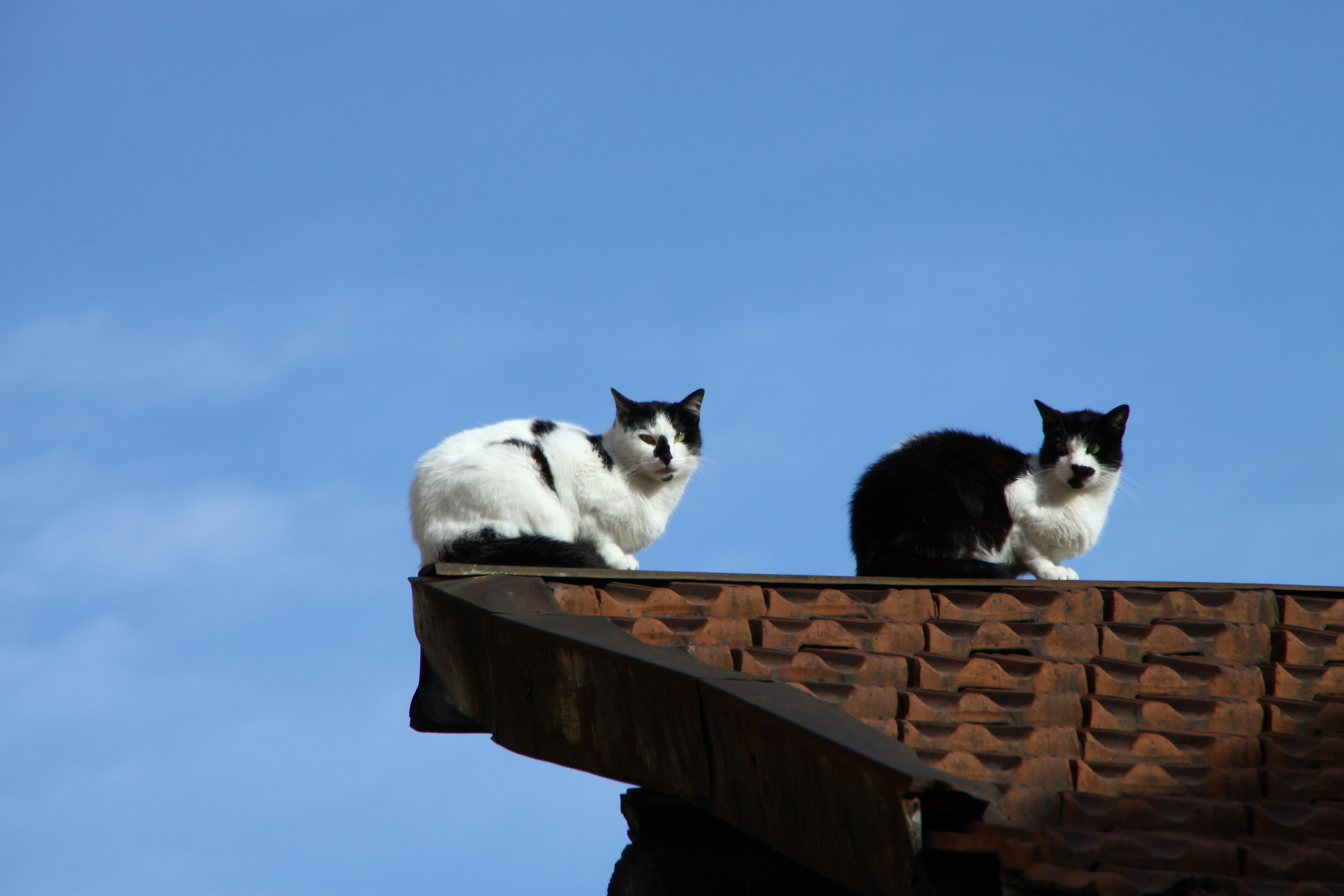 Gatti sul Tetto