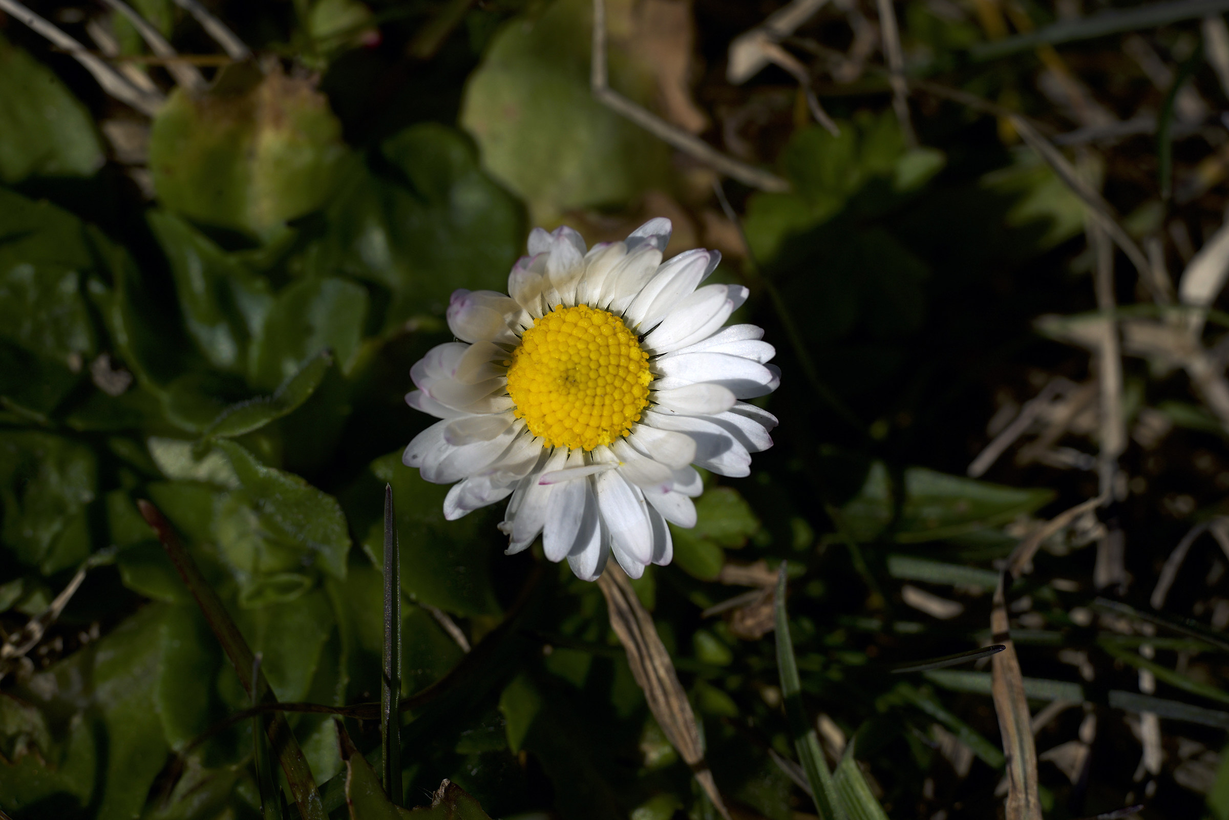 30/12/2016 Winter Daisy