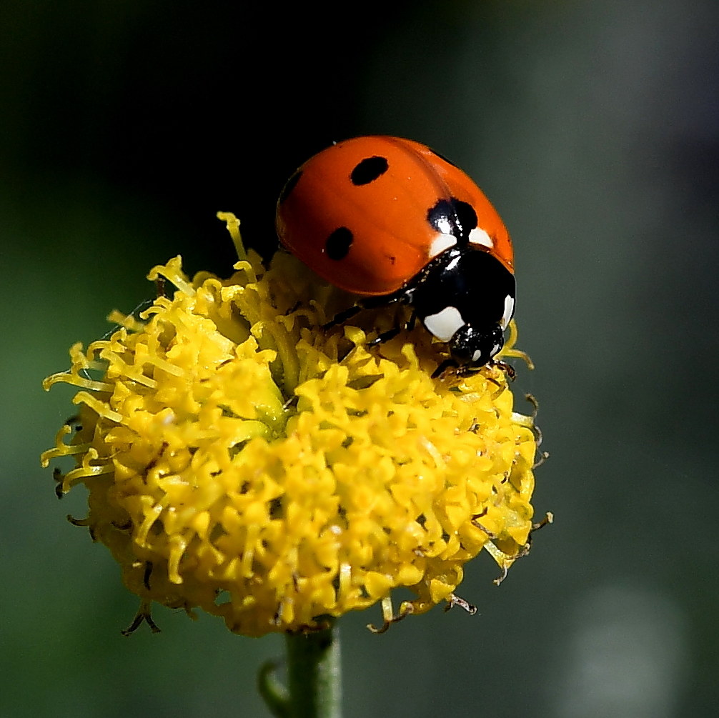 Ladybug