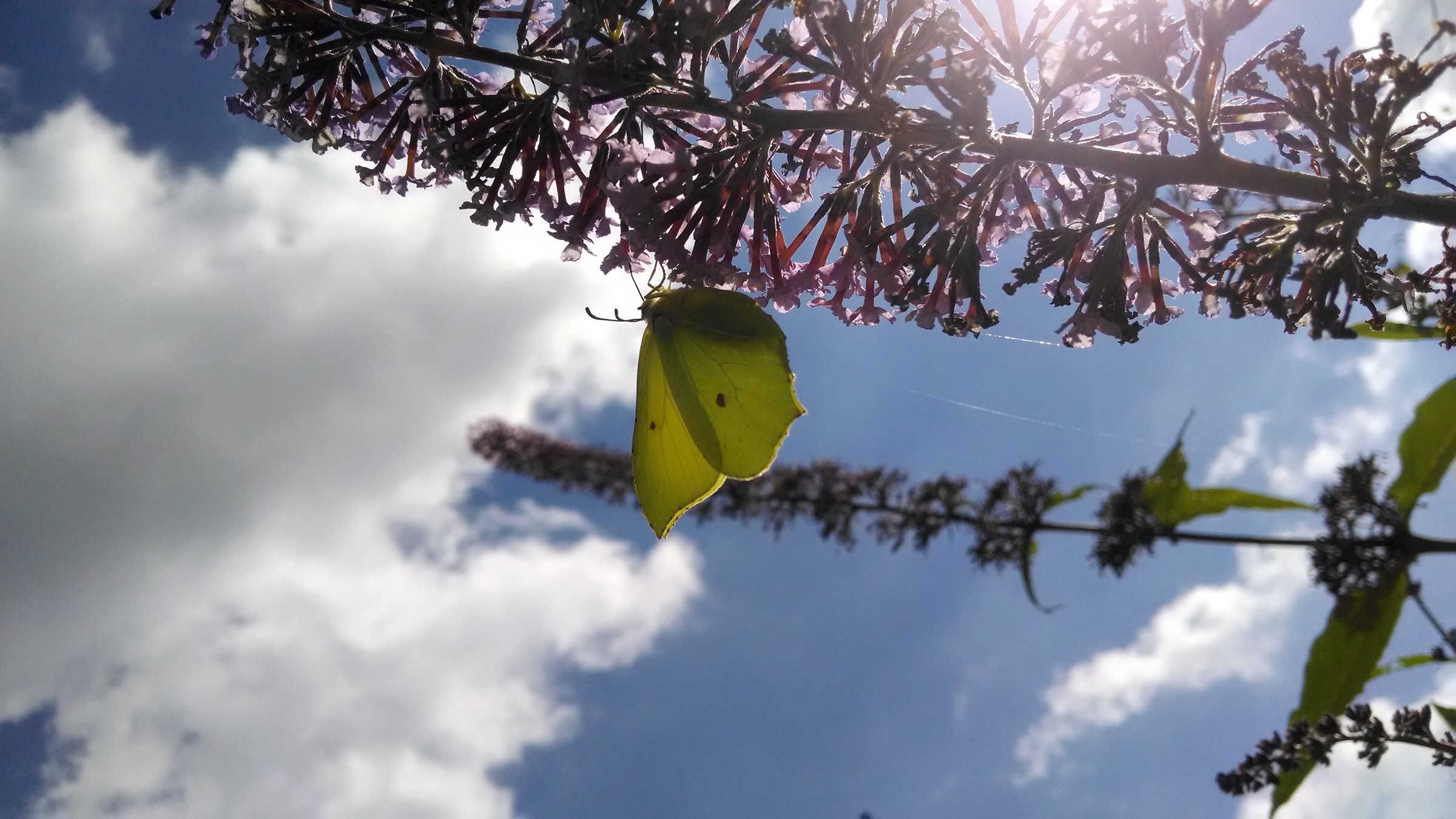 Farfalla in Controluce