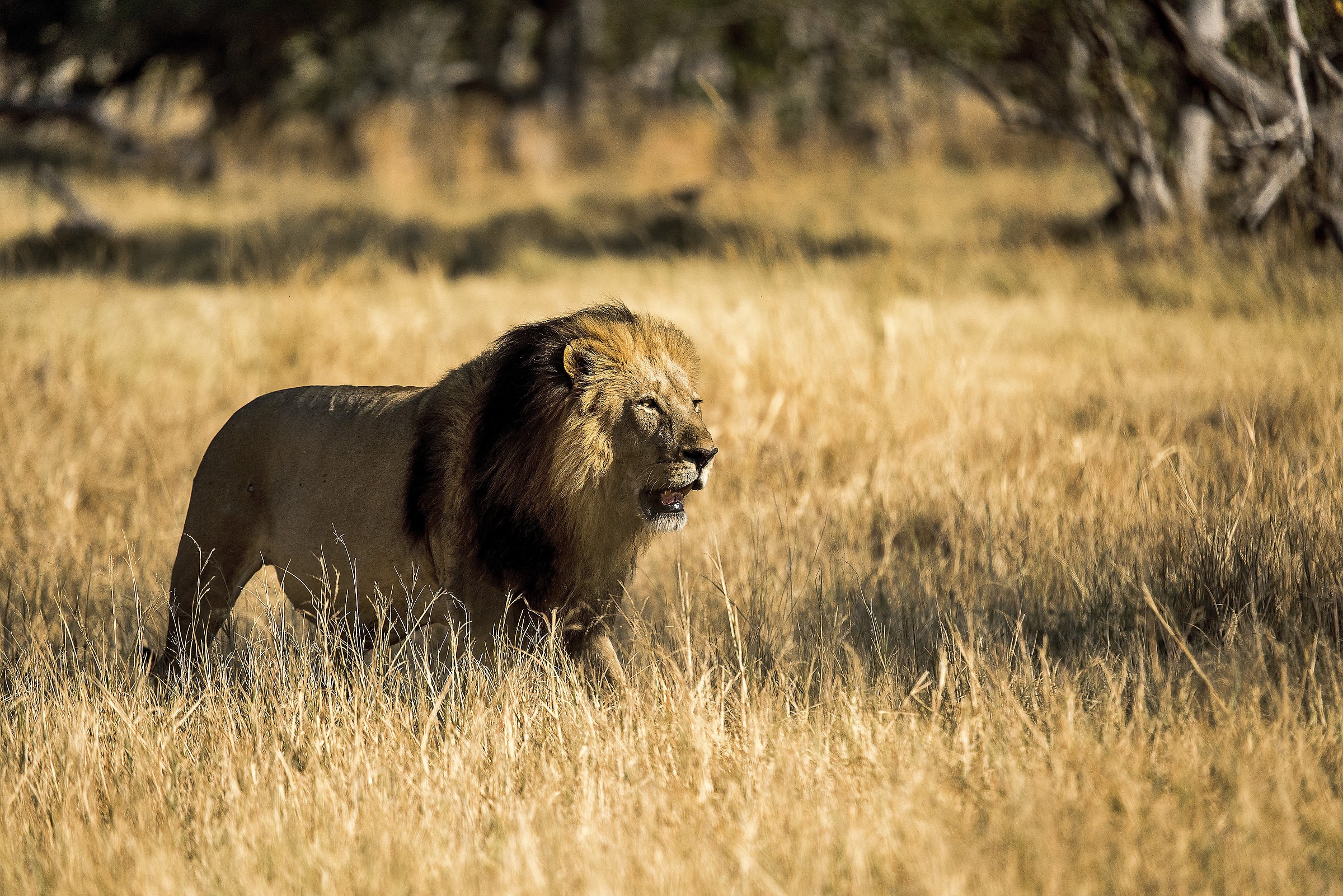 The King of Moremi game Reserve
