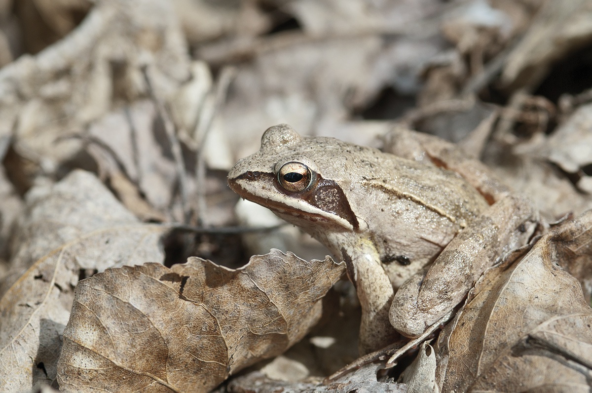 Rana dalmatina:mimetismo