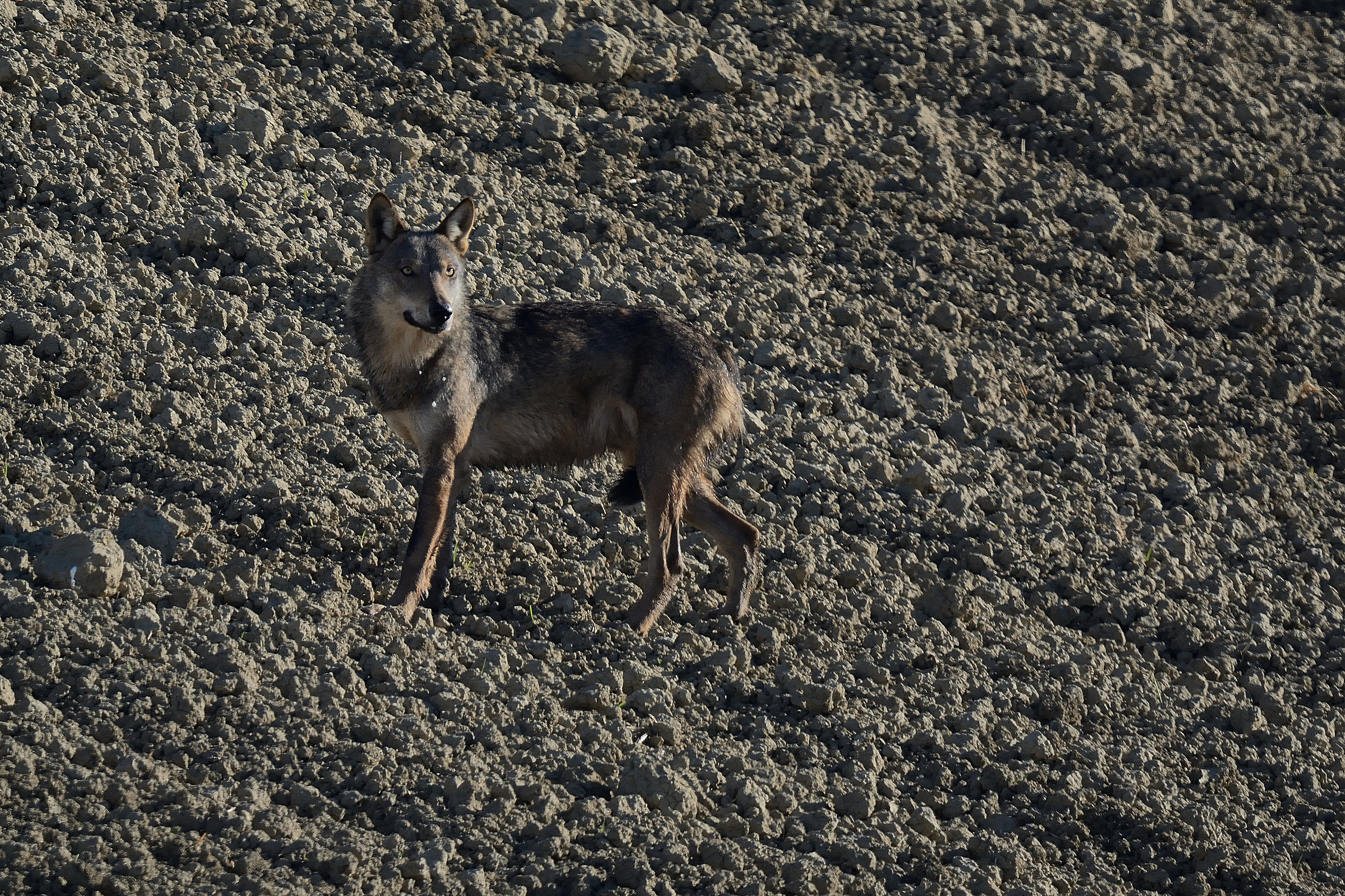 Lupo appenninico (wild)