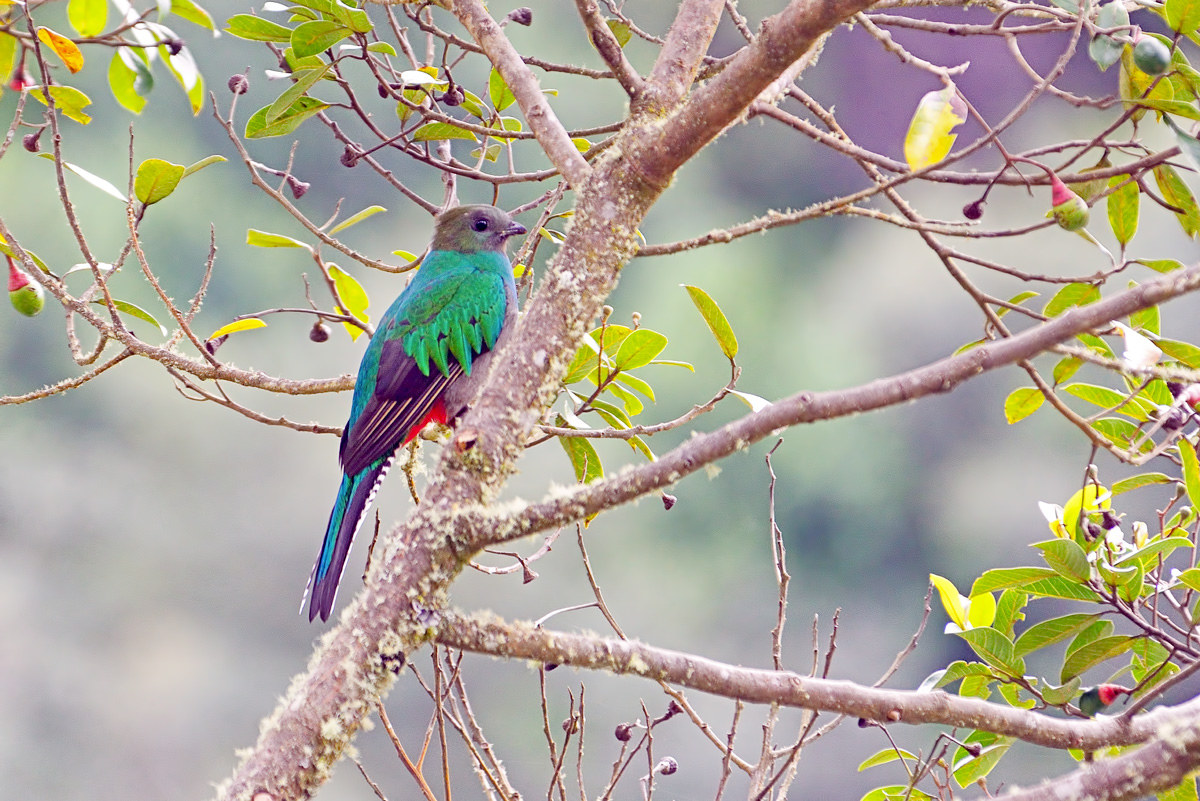 Femmina di Quetzal, S.Gerado De Dota Costa Rica