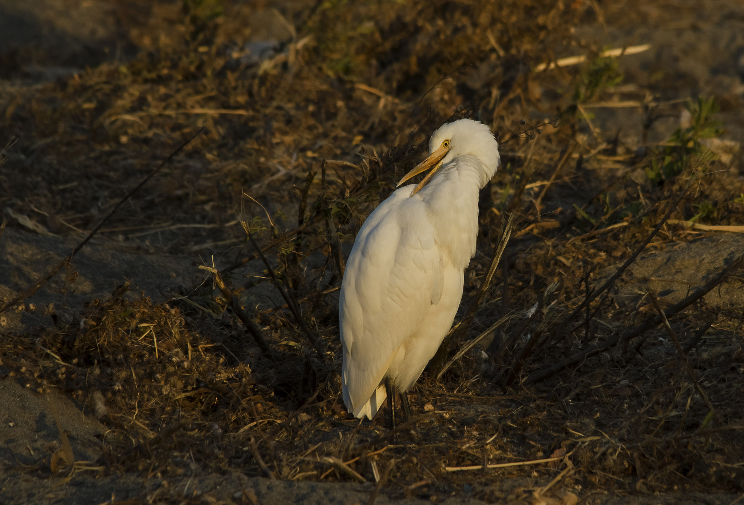 Guarda buoi  al tramonto