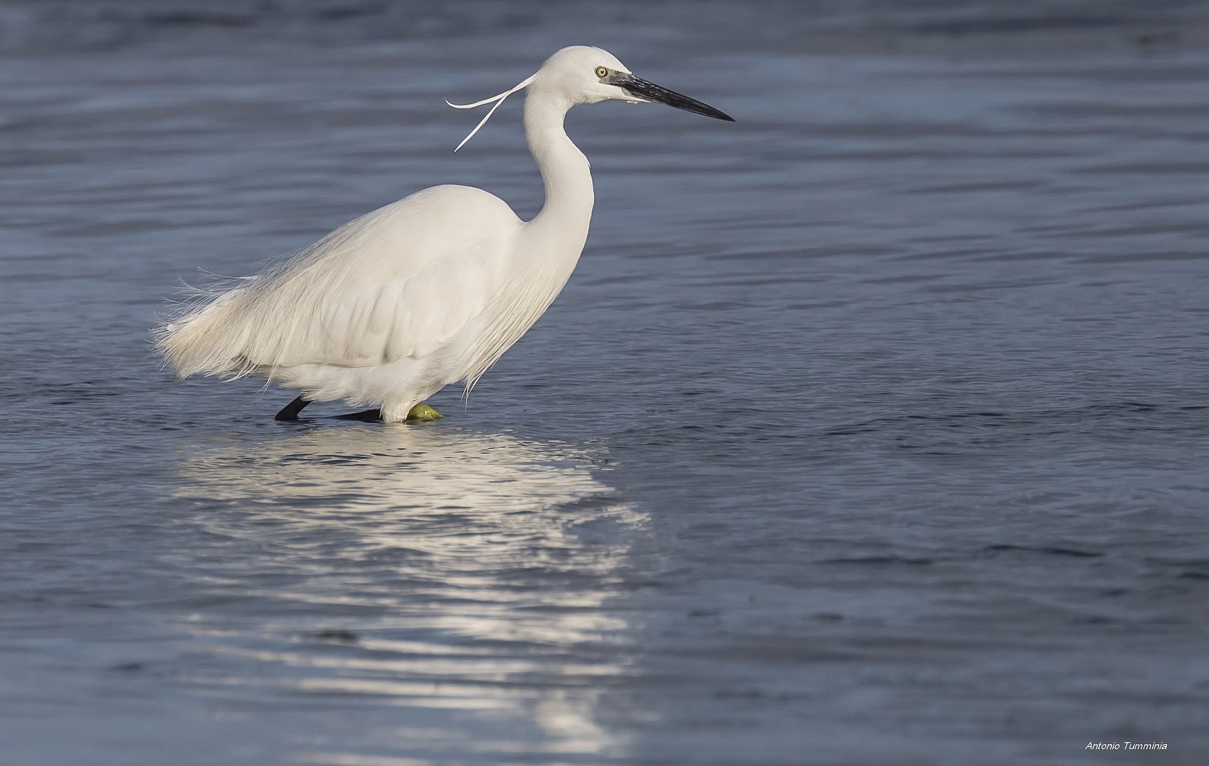 Egret-egretta egret