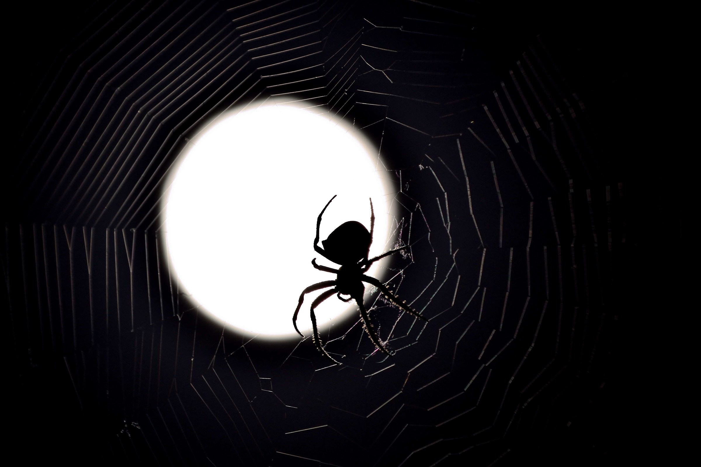 Solitario nella notte ... ma se lo incontri....