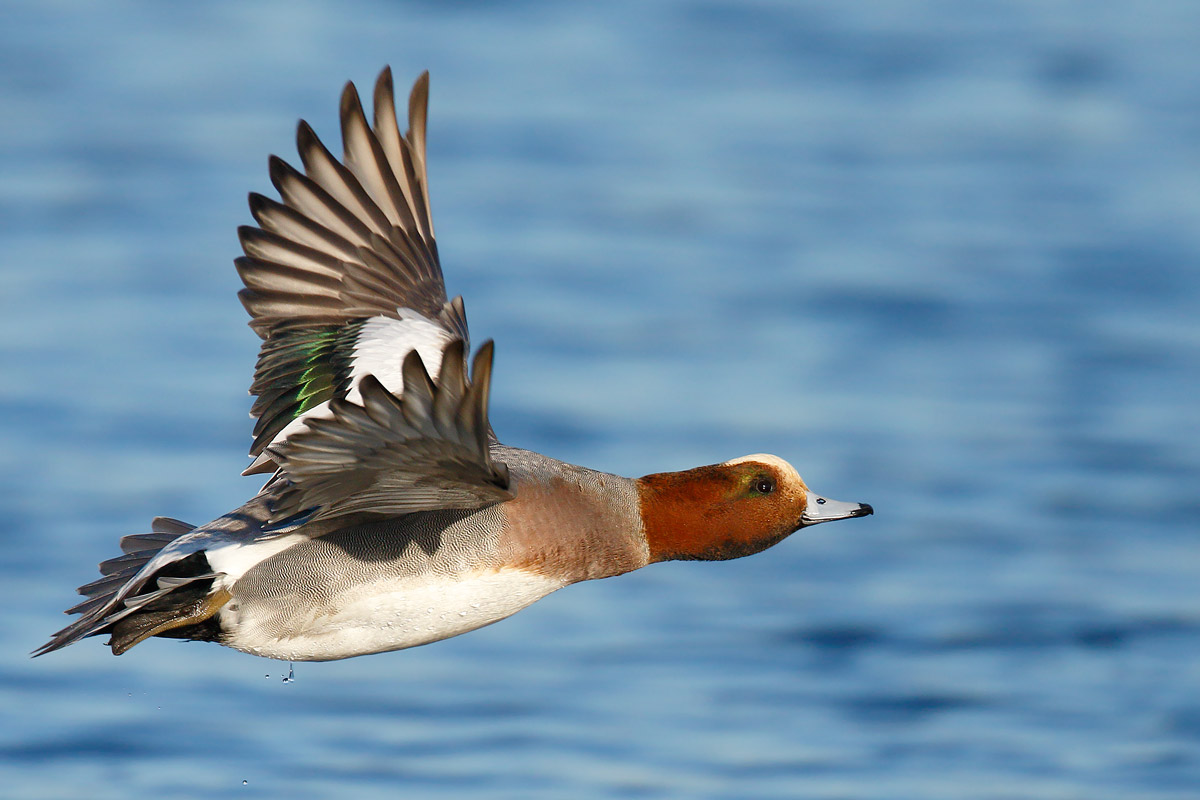widgeon