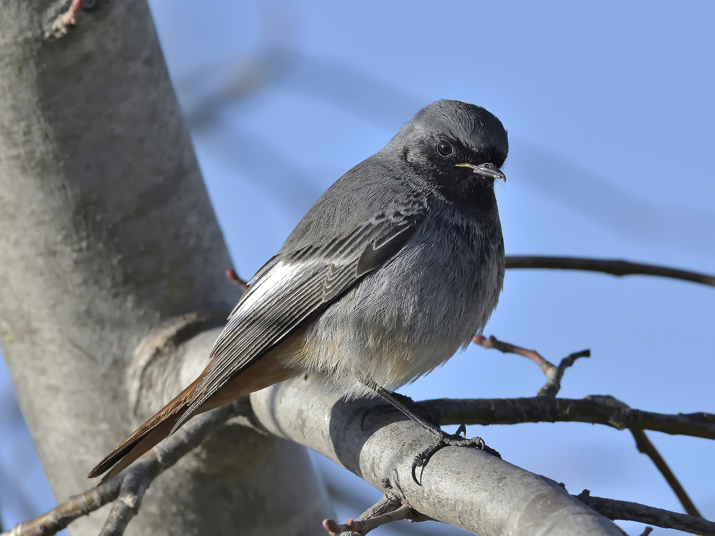 Chimney sweep Redstart