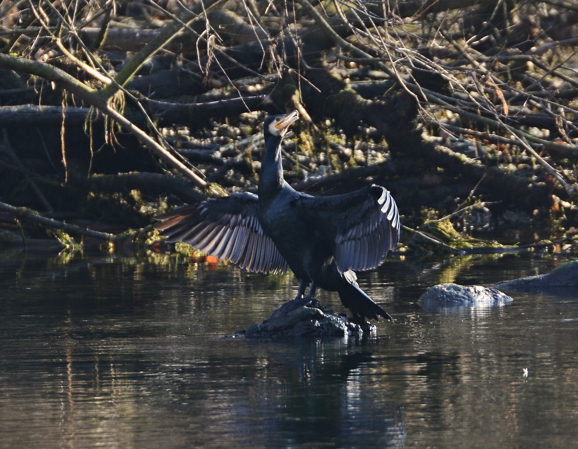 Cormorant posing