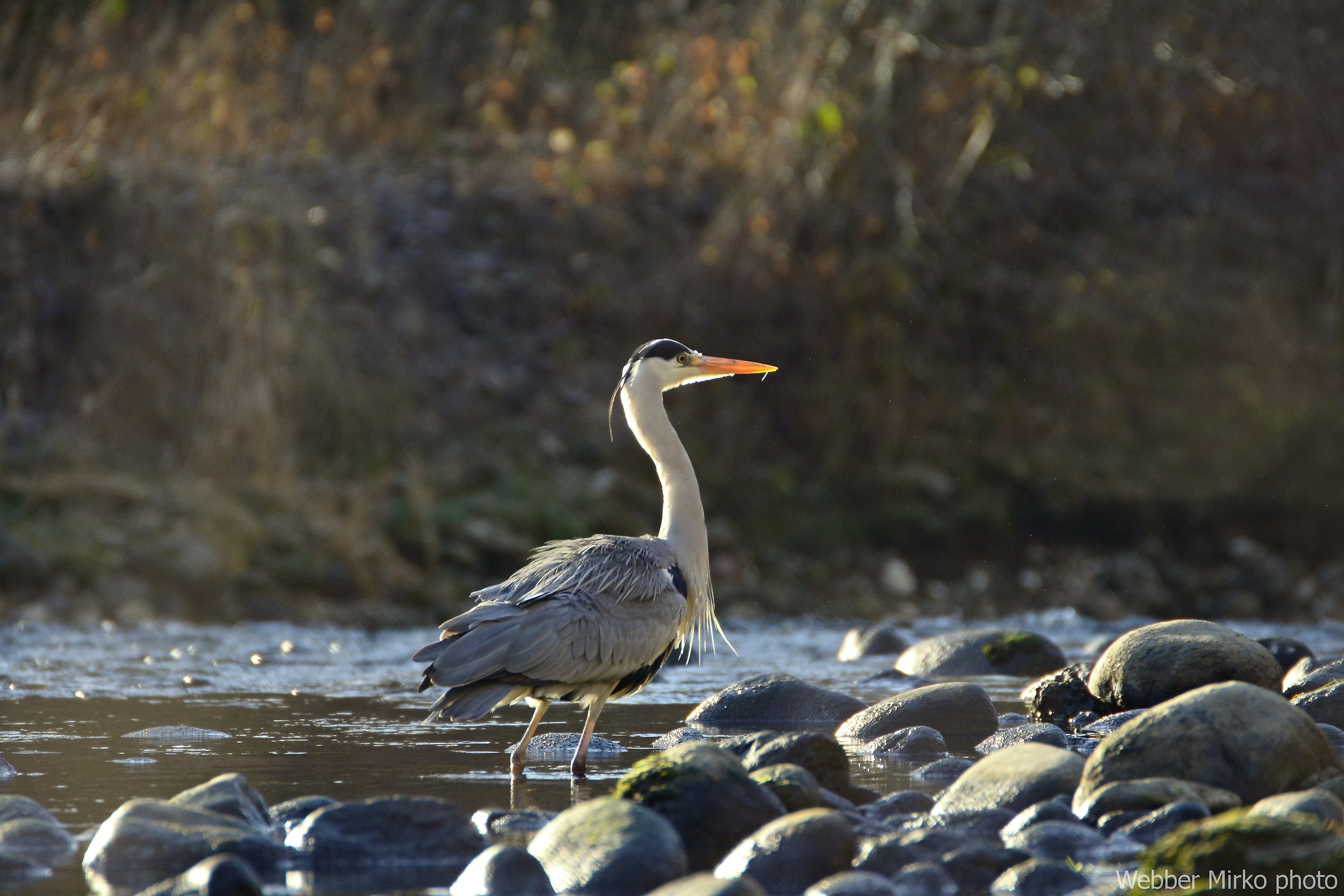 Grey Heron