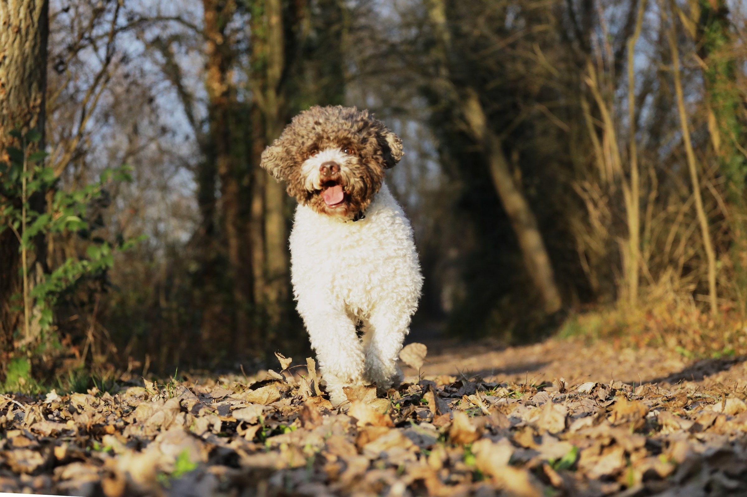gastone at sunset run by his mistress