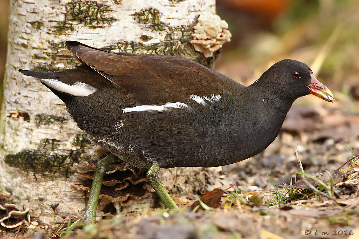 Moorhen