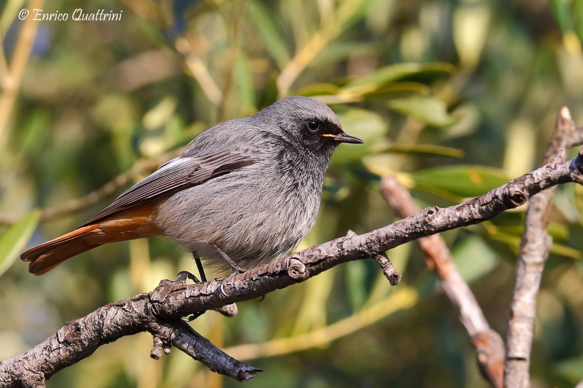 black redstart