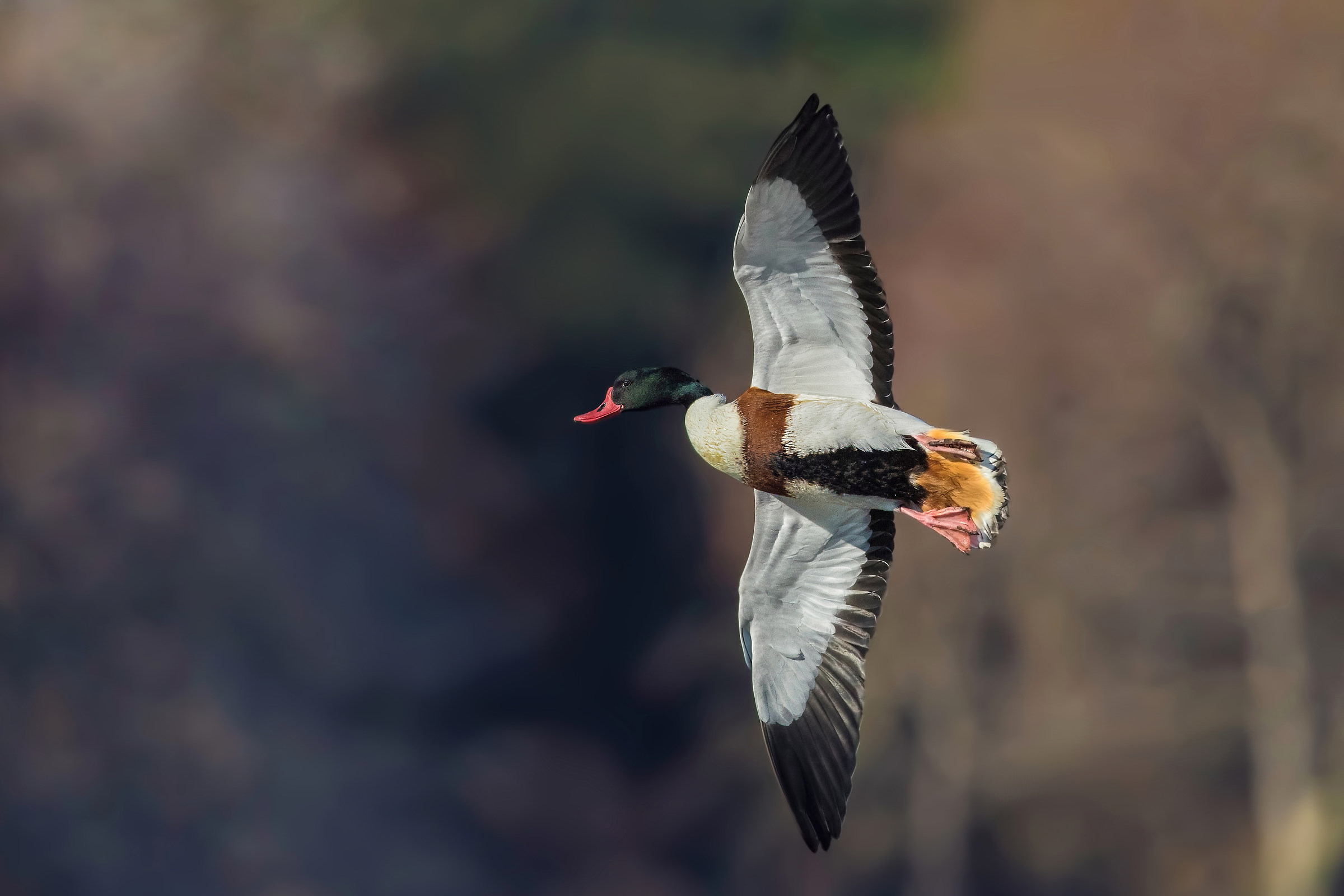 shelduck