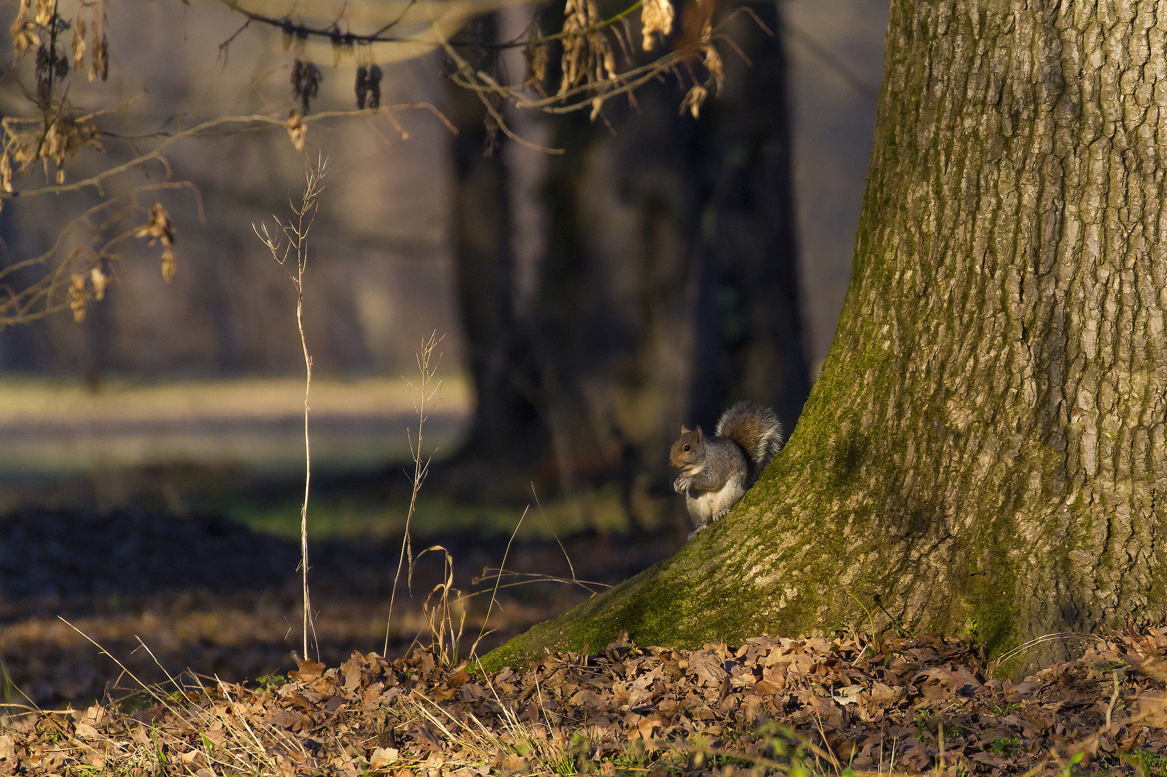 Un incontro nel bosco.