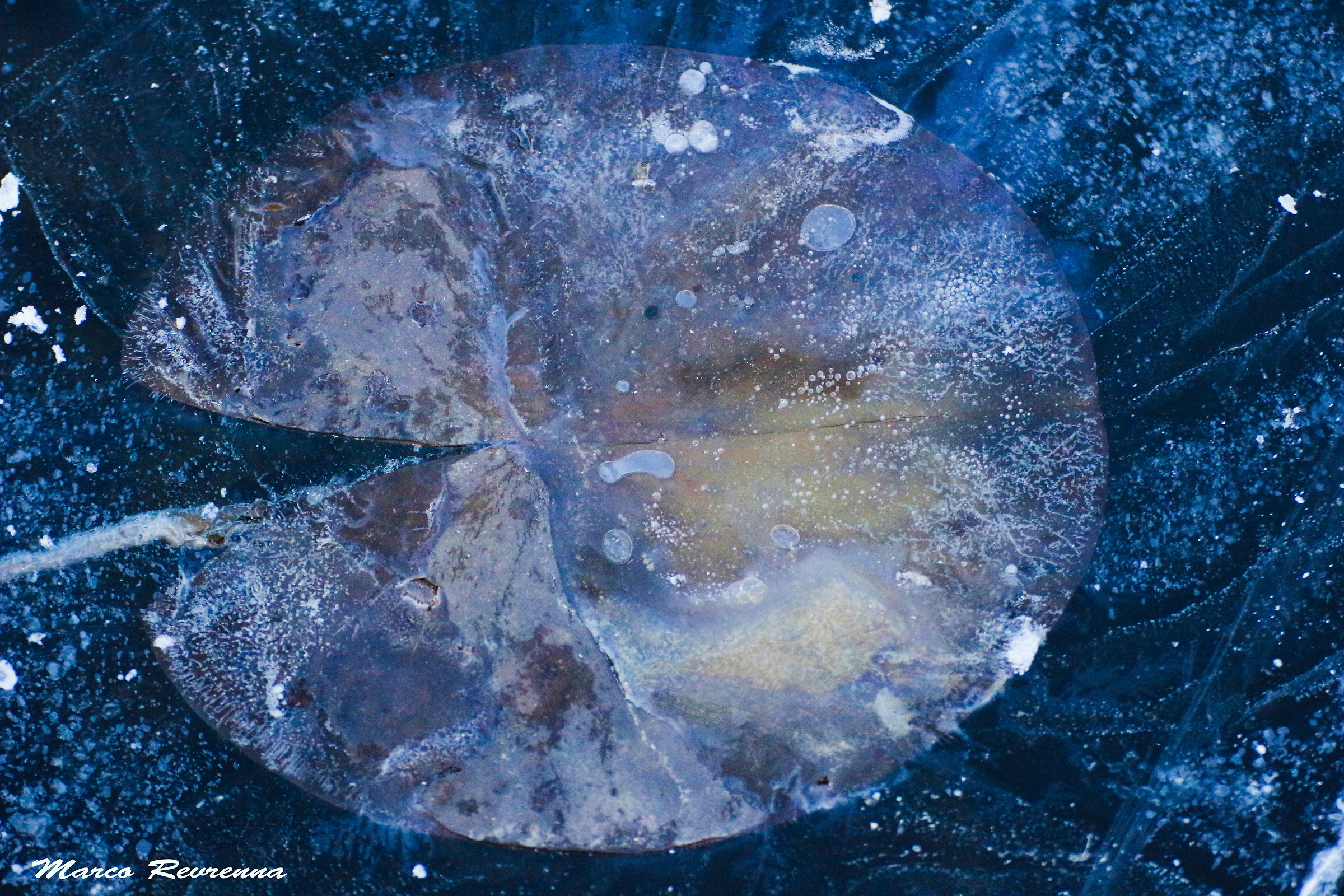 La foglia di ghiaccio