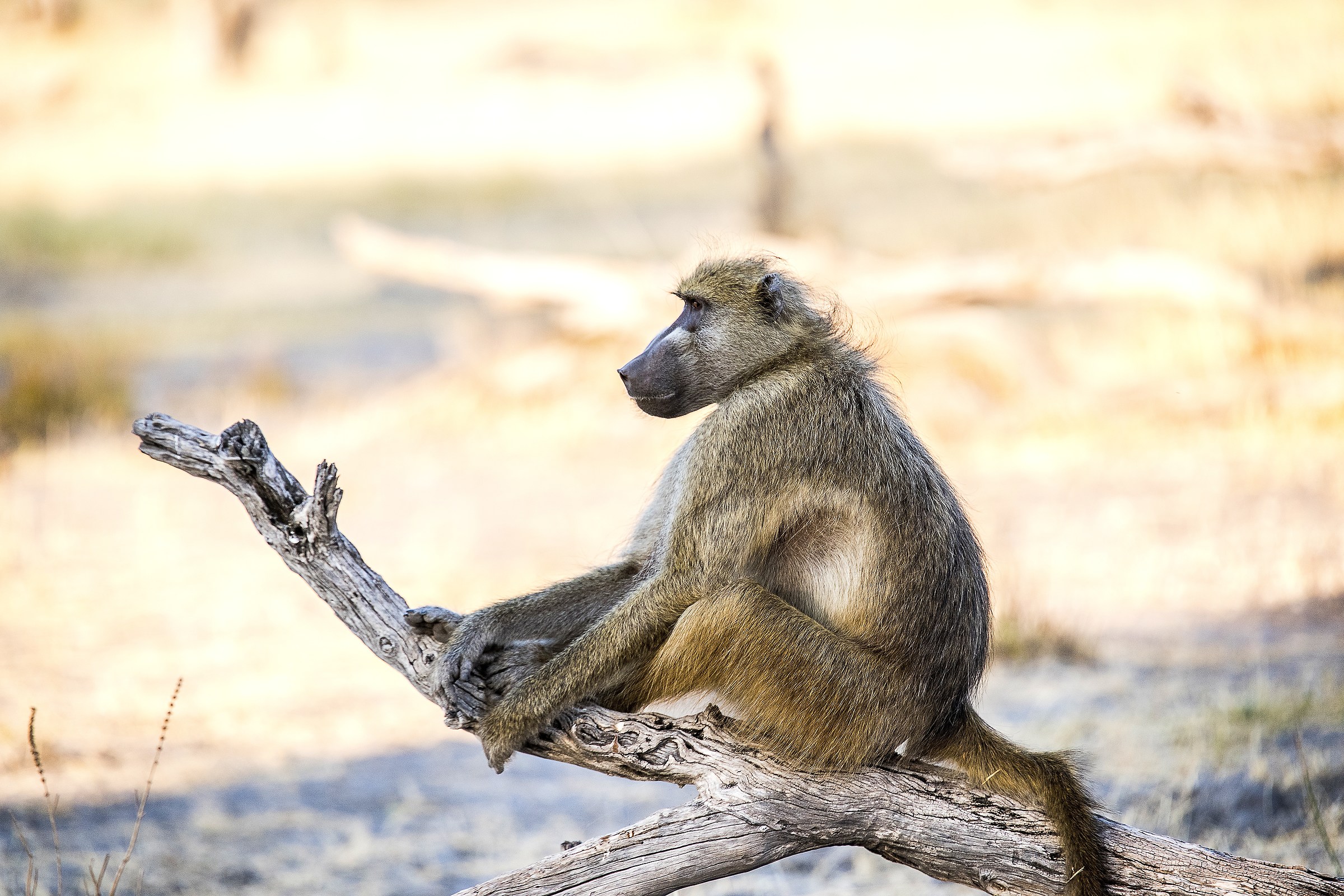 Il solitario del Moremi